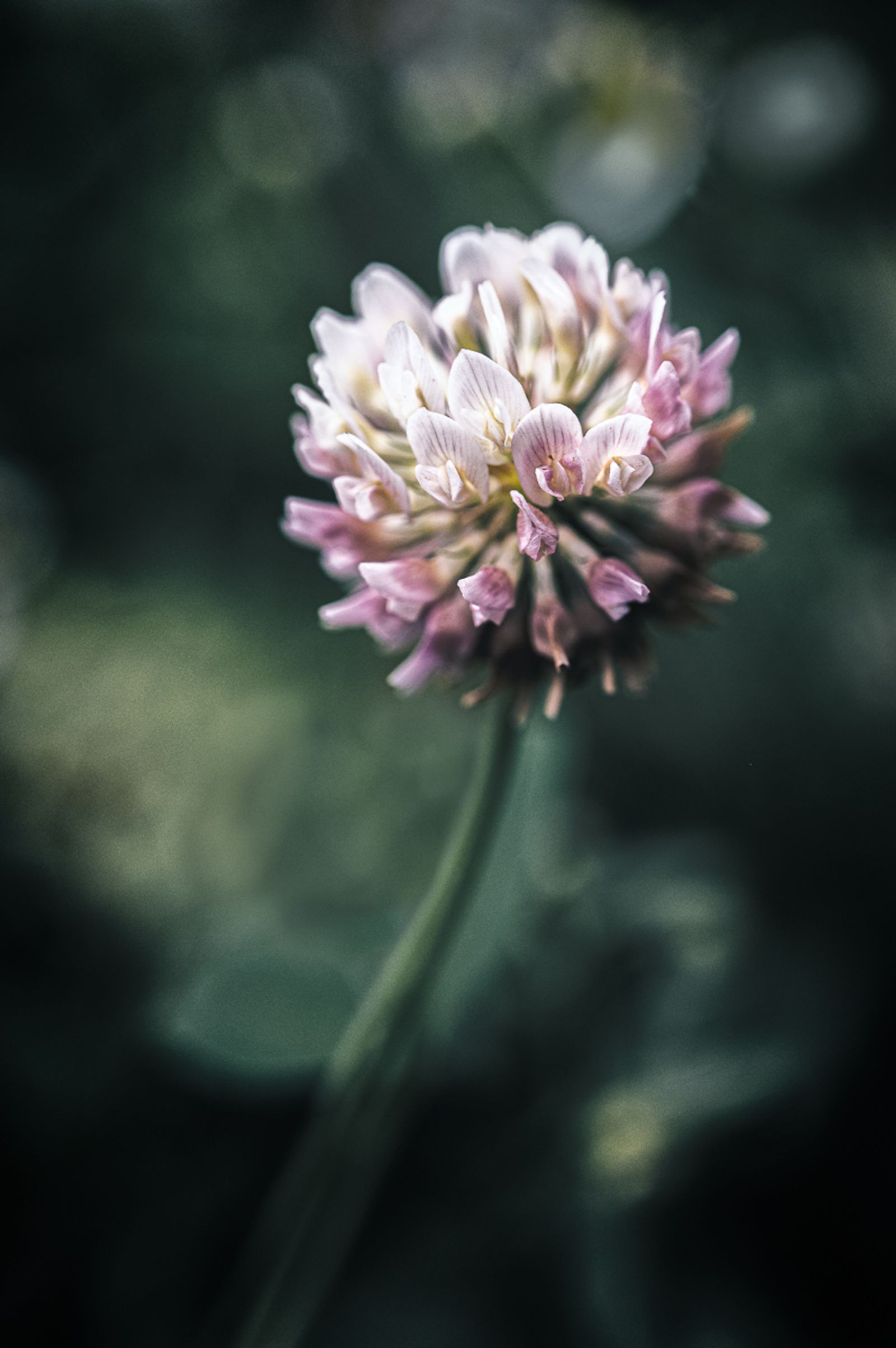 © Sue Vo-Ho - Trifolium hybridium