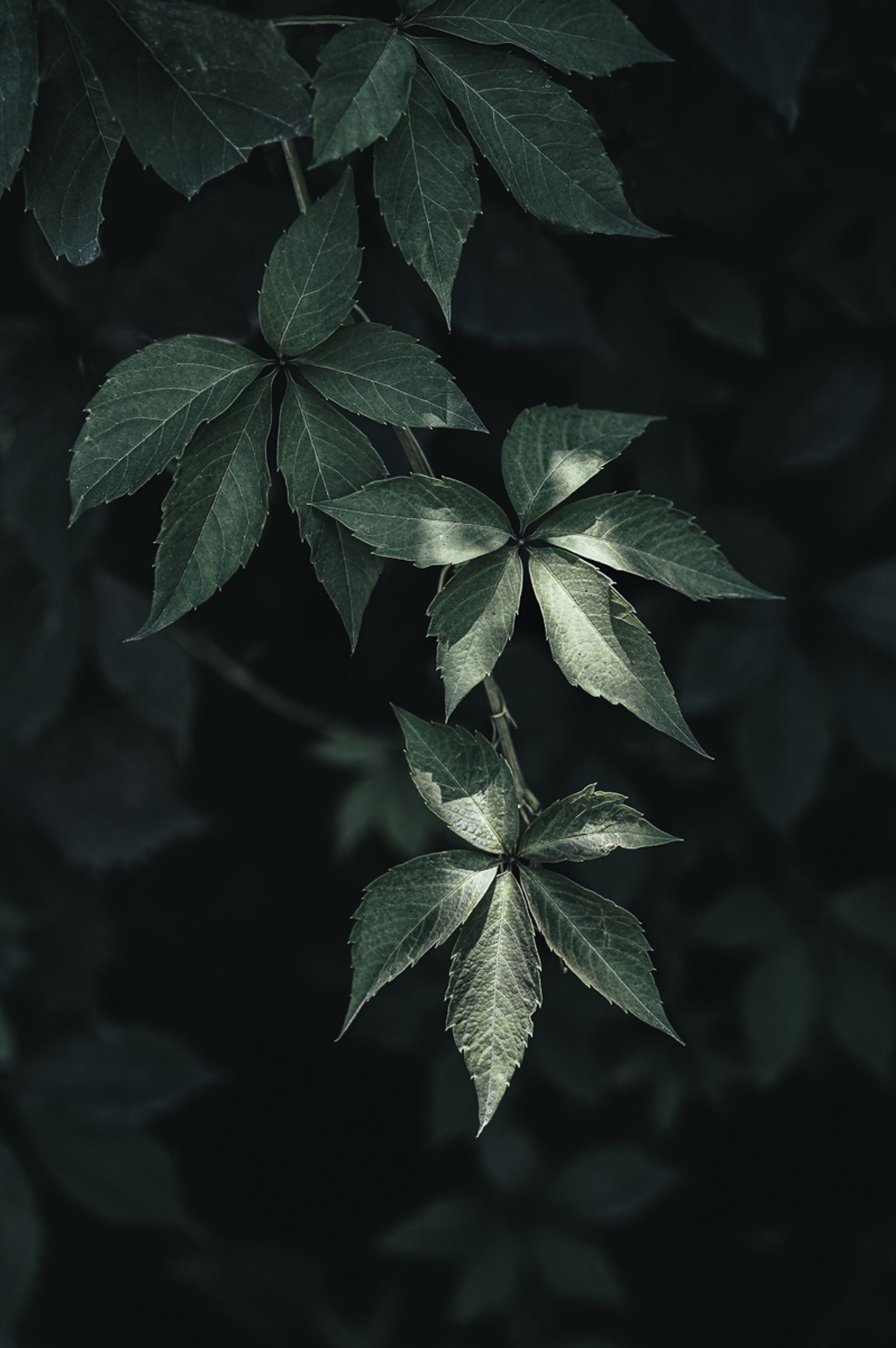 © Sue Vo-Ho - Parthenocissus quinquefolia