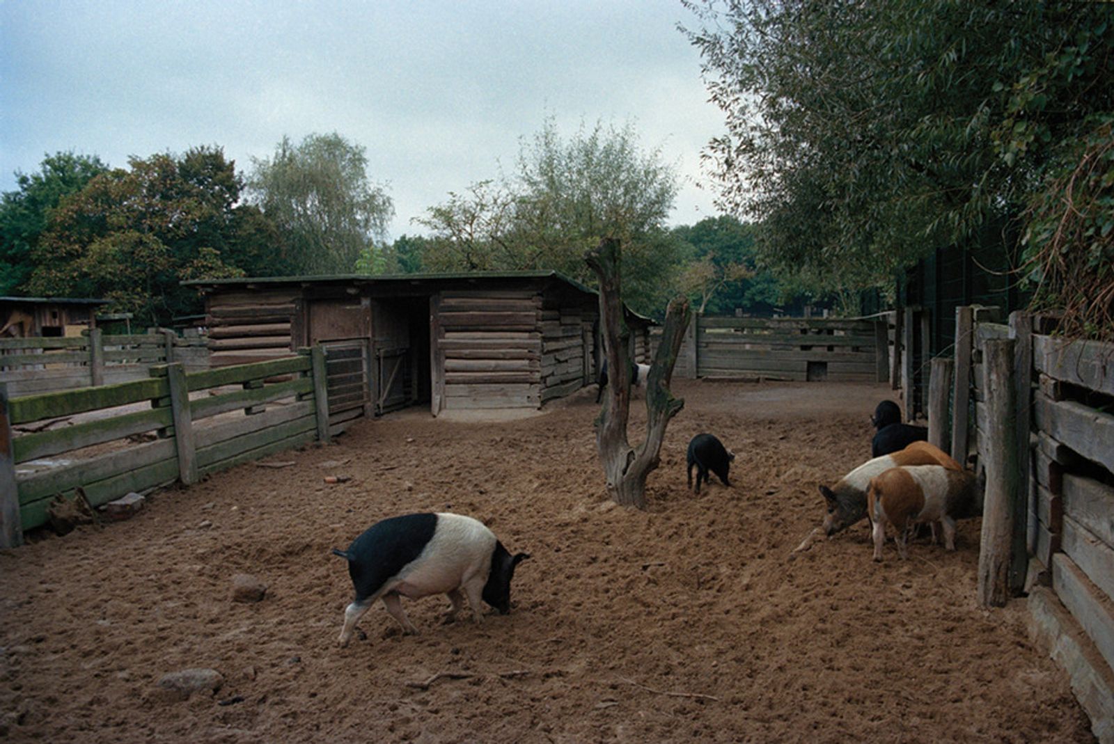 © Irina Kholodna - Image from the The Dutch Album photography project