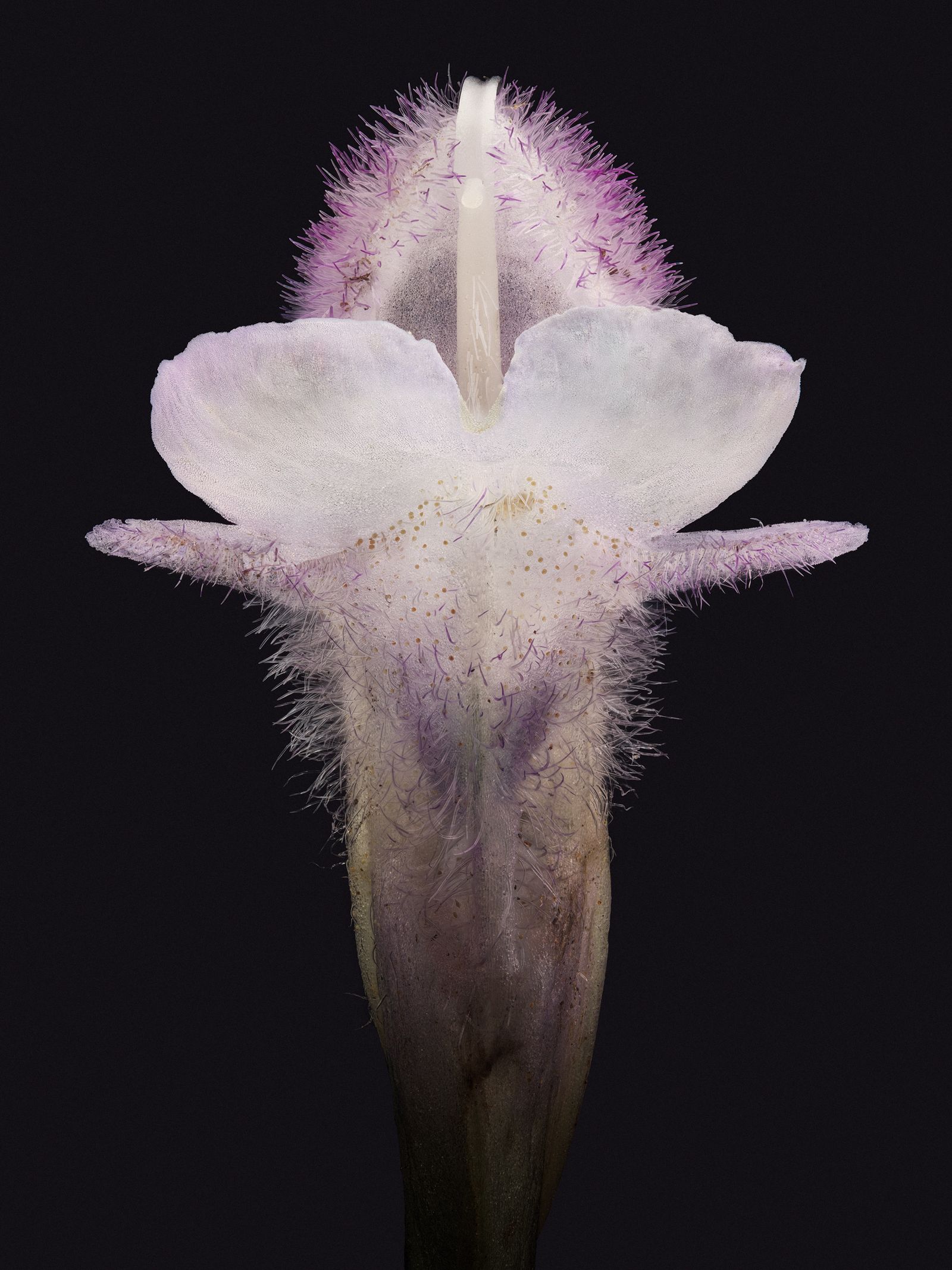 © David Hartwell - Salvia leucantha (2024)