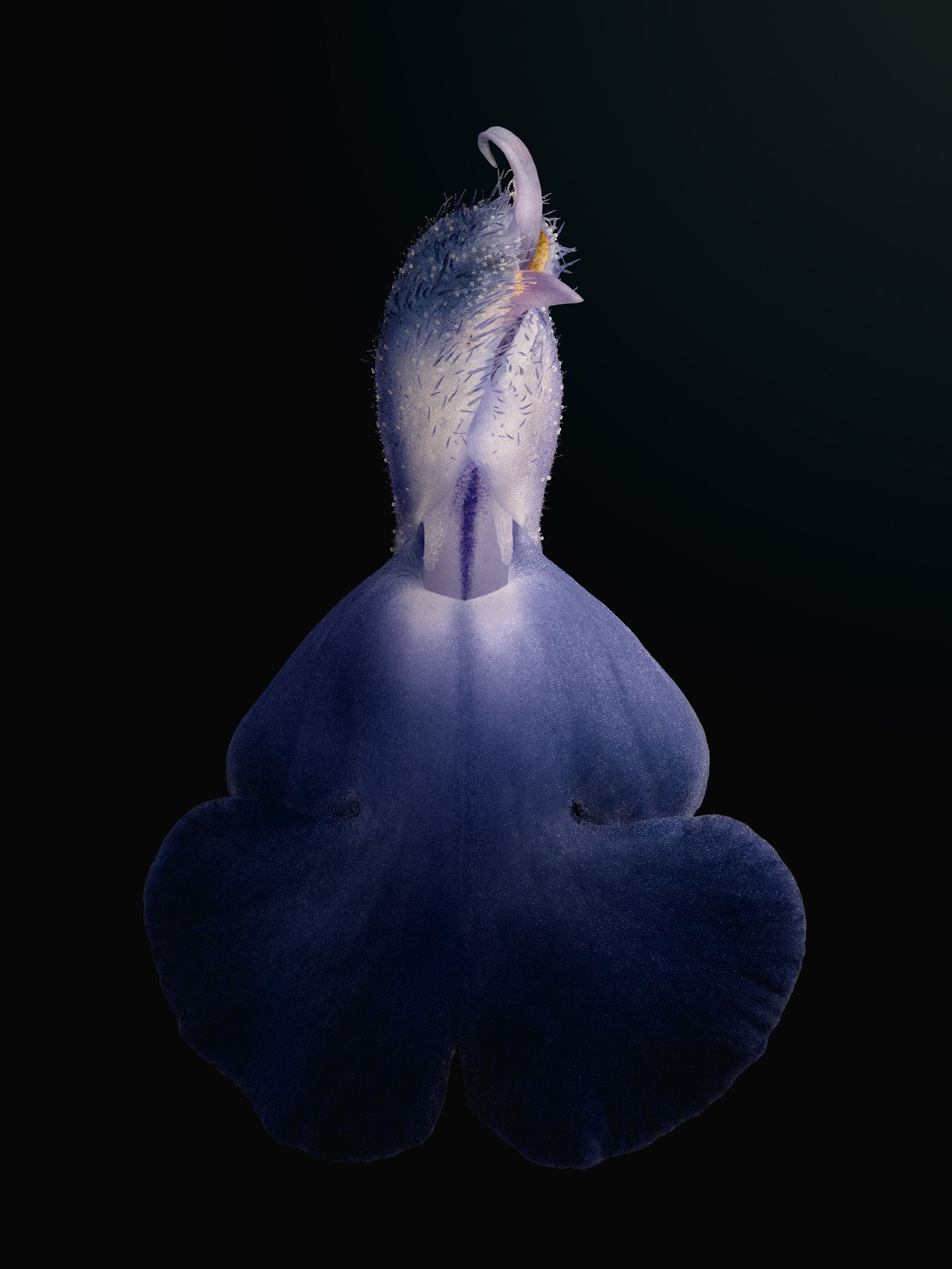 © David Hartwell - Salvia azurea (2023)