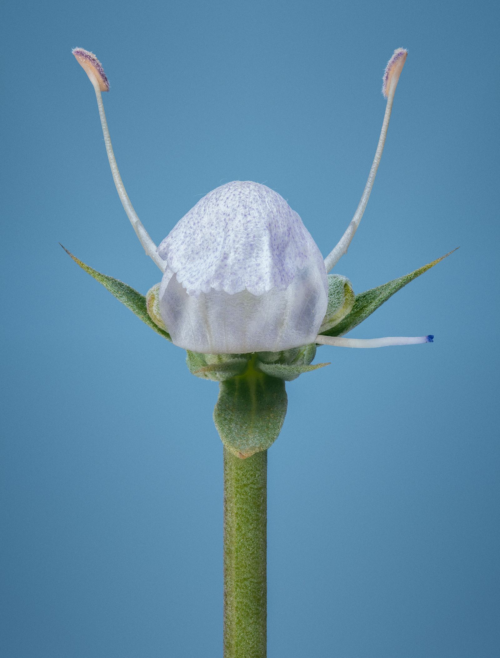 © David Hartwell - Salvia apiana (2022)