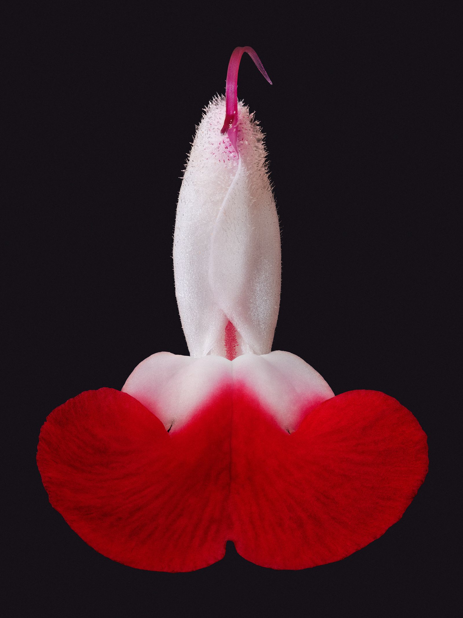 © David Hartwell - Salvia microphylla (2024)
