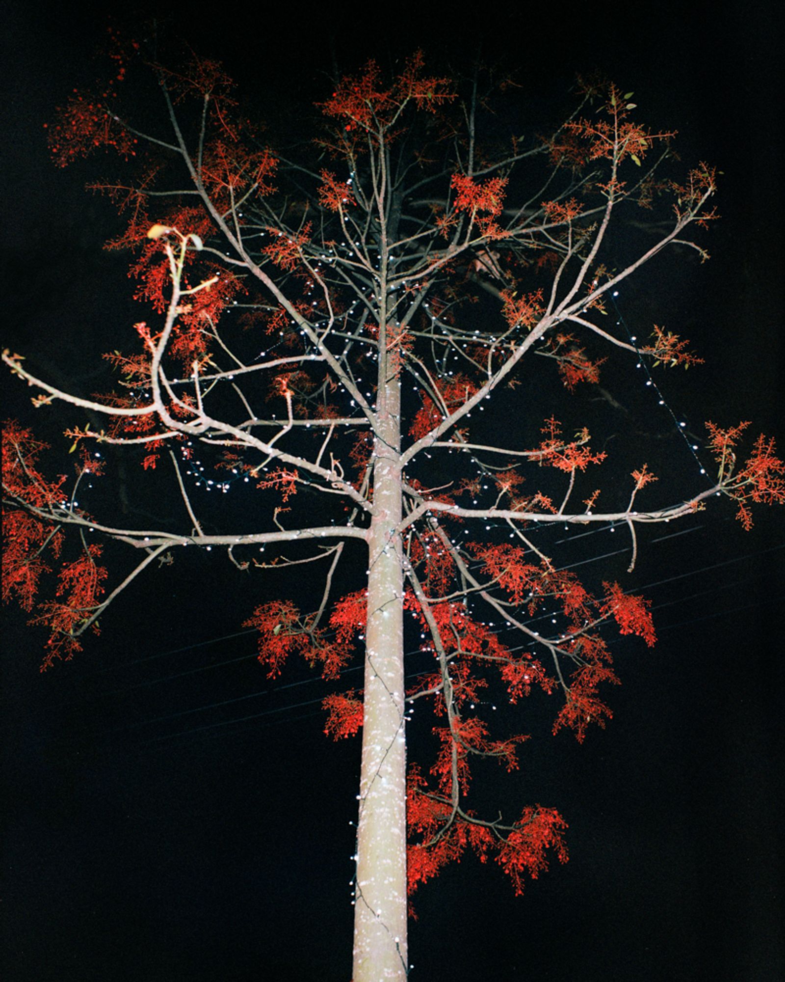 © Teva Cosic - Image from the The Birdsong is Deafening photography project