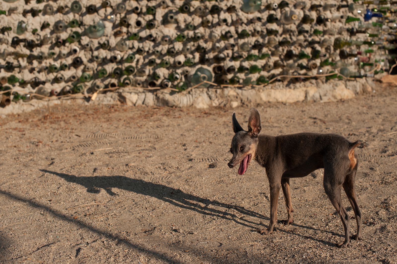 © Jason Houge - An elderly chihuahua greets guests in the morning at the East Jesus art site; Slab City, USA 2018