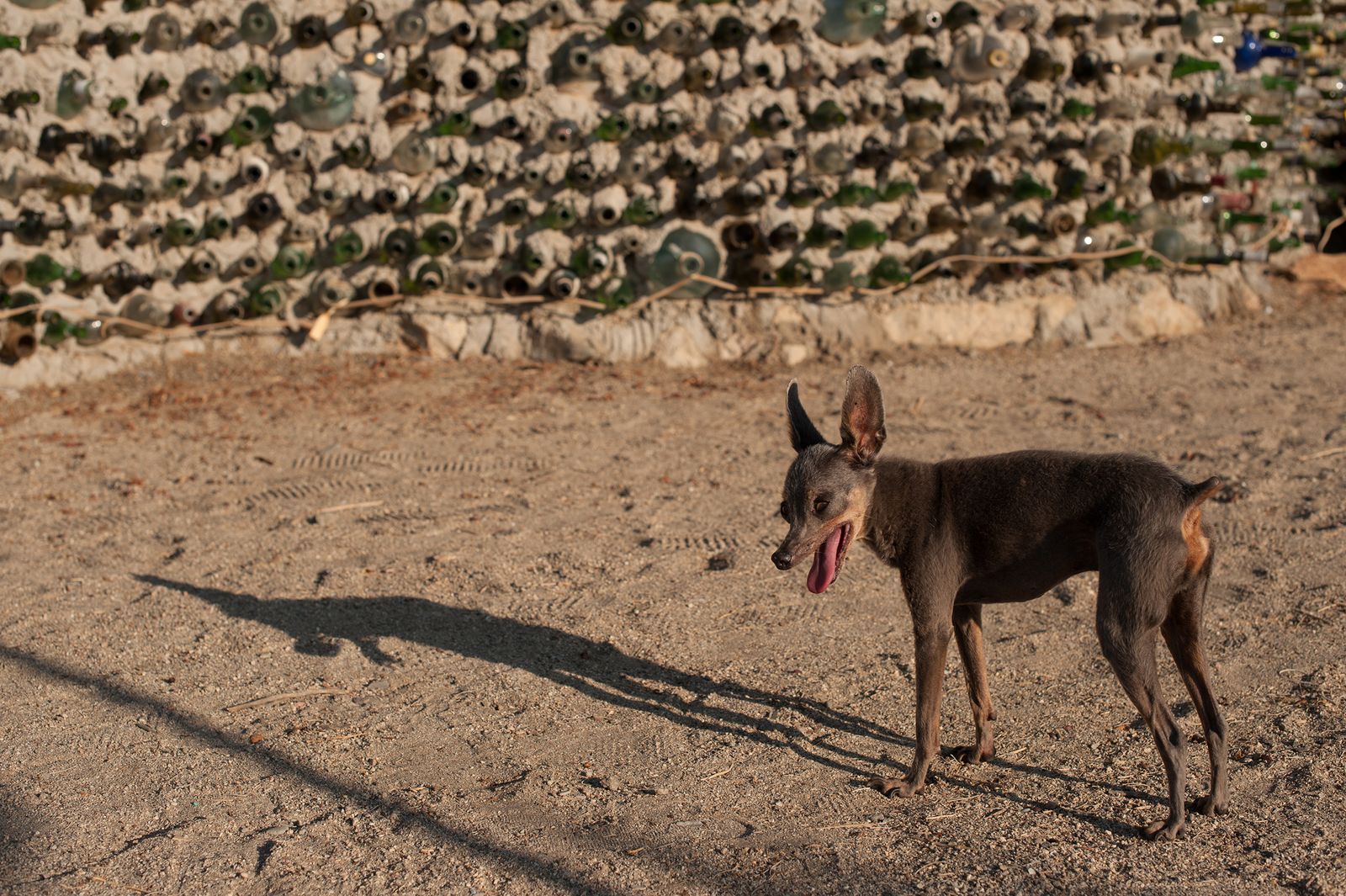 © Jason Houge - An elderly chihuahua greets guests in the morning at the East Jesus art site; Slab City, USA 2018