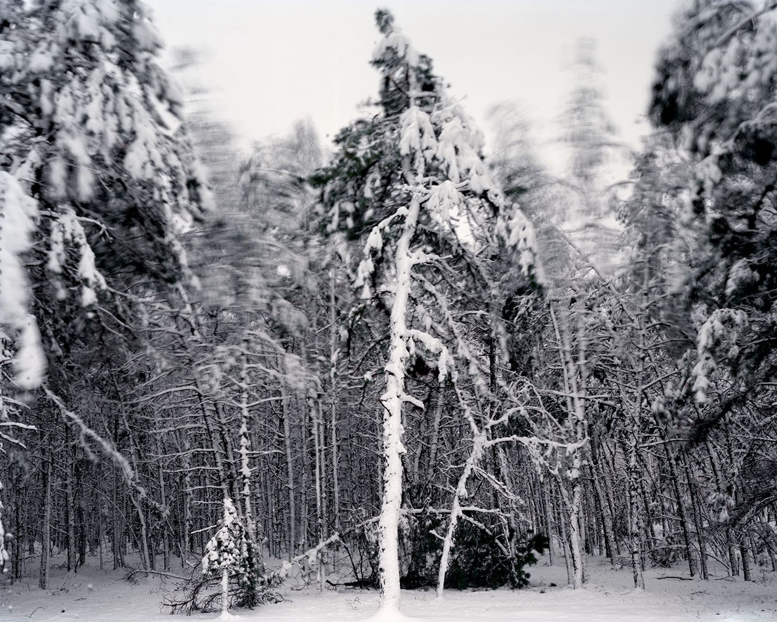 © Nicole Schwartz - Backyard, snowstorm, big gust of wind