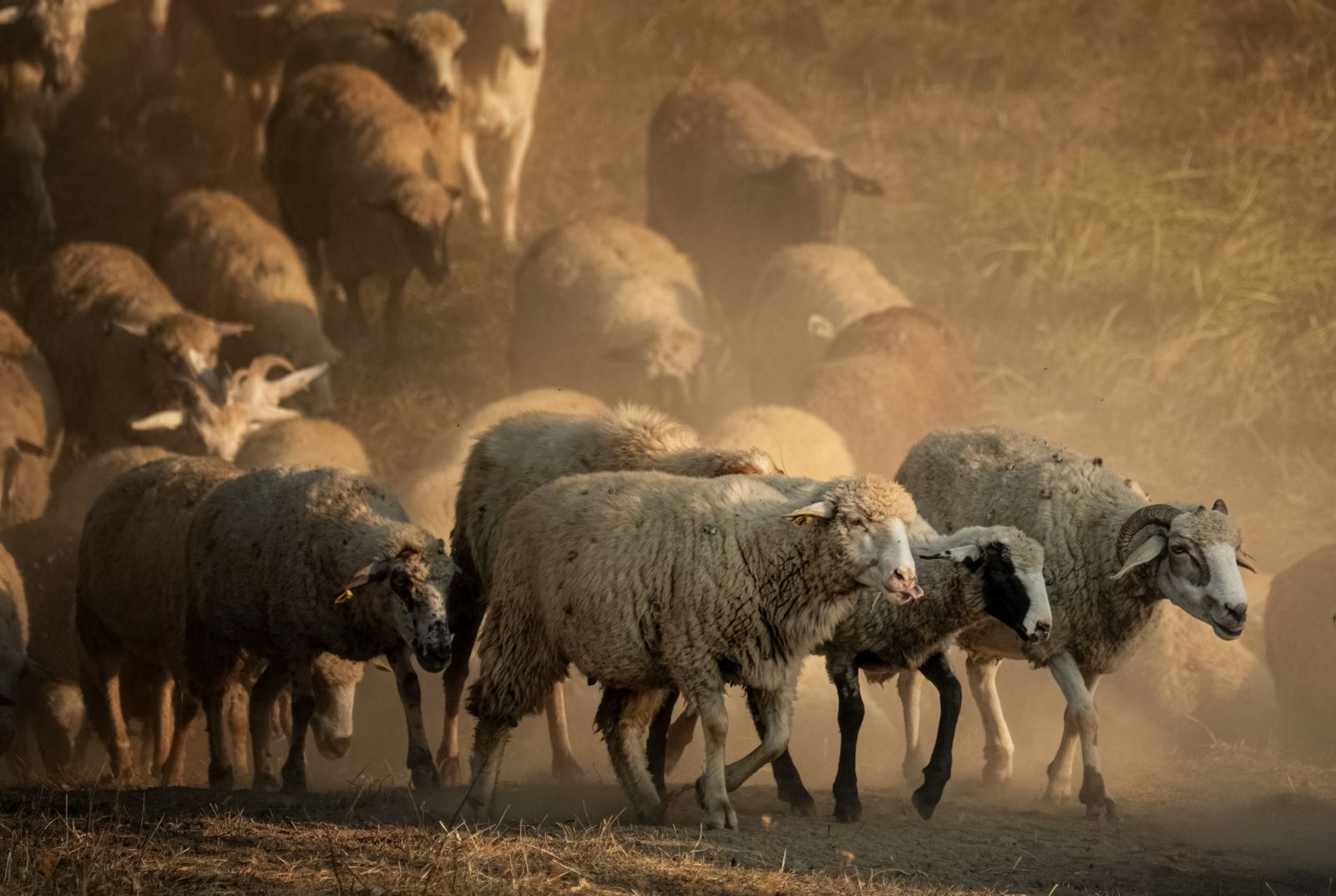 © Vladimir Karamazov - the sheep of the neighbors