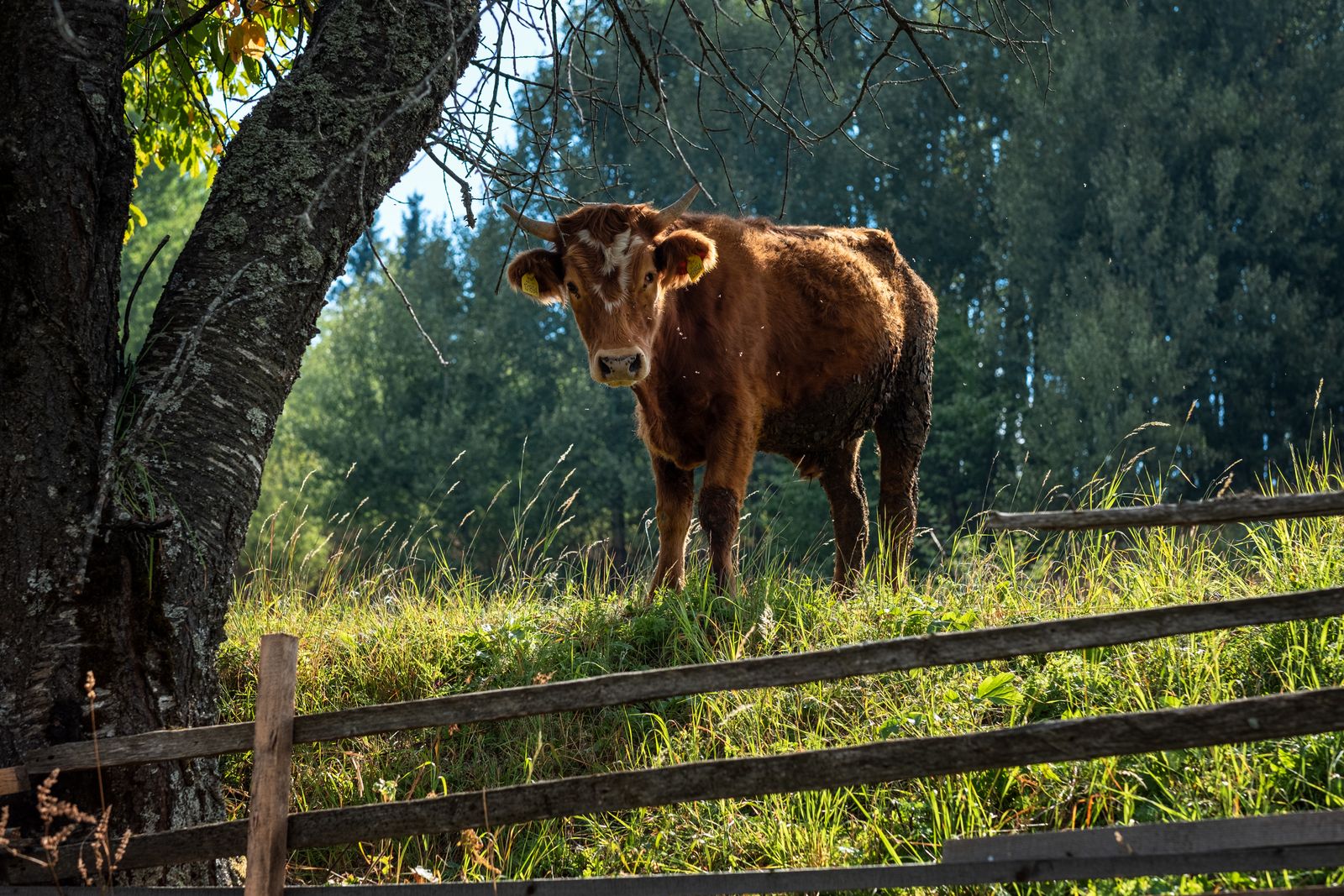 © Vladimir Karamazov - Grandmother's calf