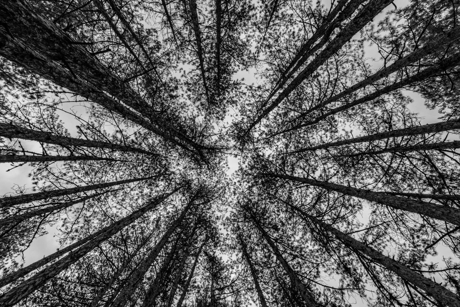 © Meri Boshkoska - Trees