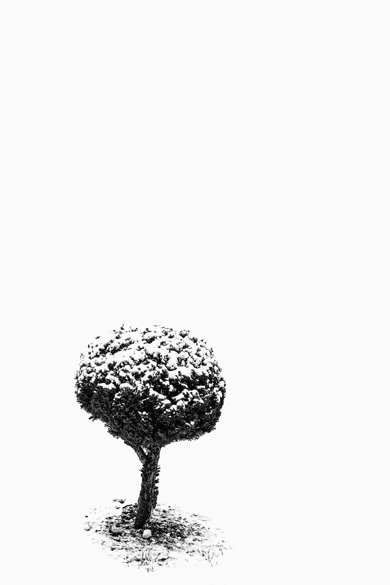 © Meri Boshkoska - The small tree