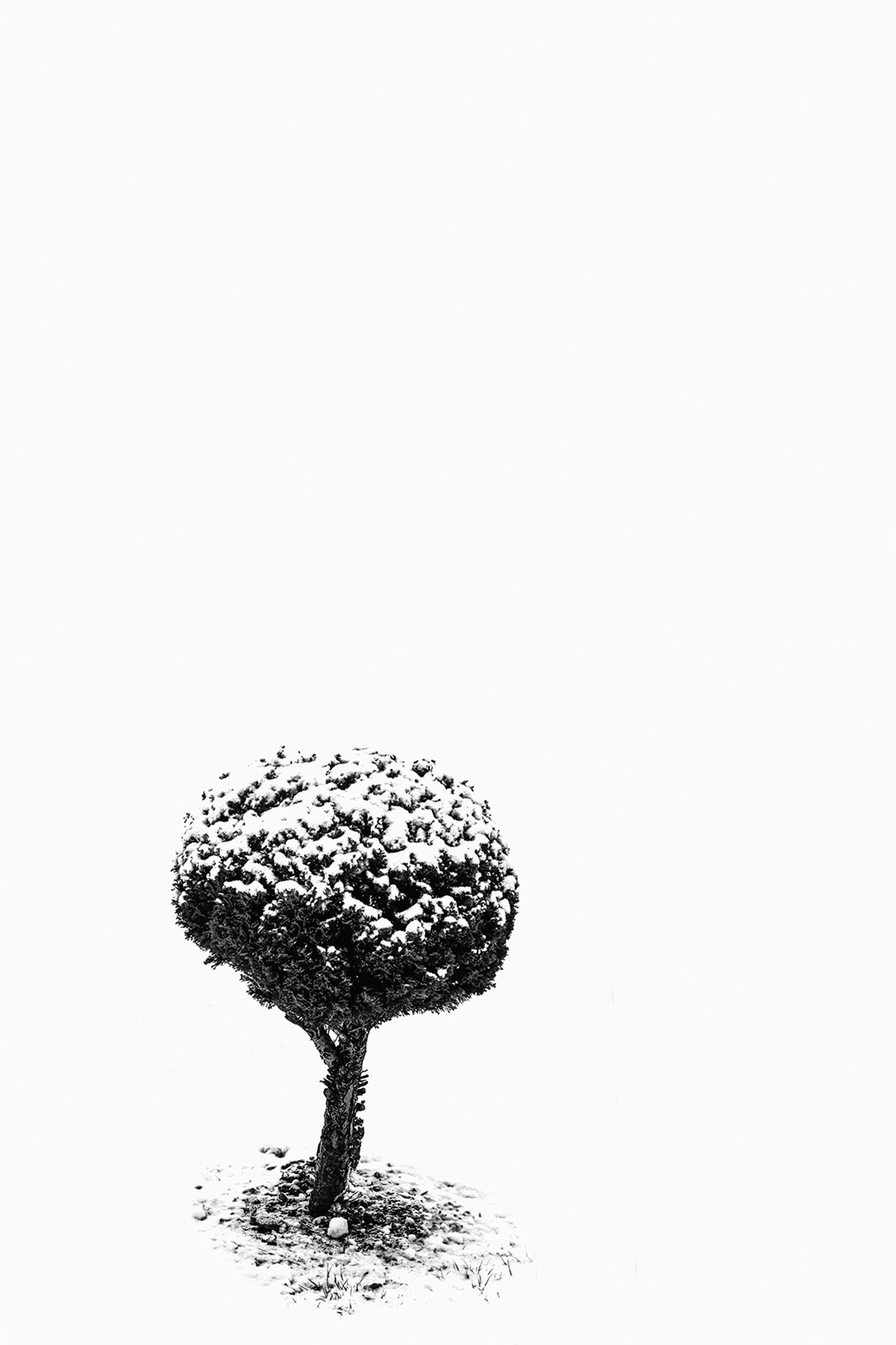 © Meri Boshkoska - The small tree