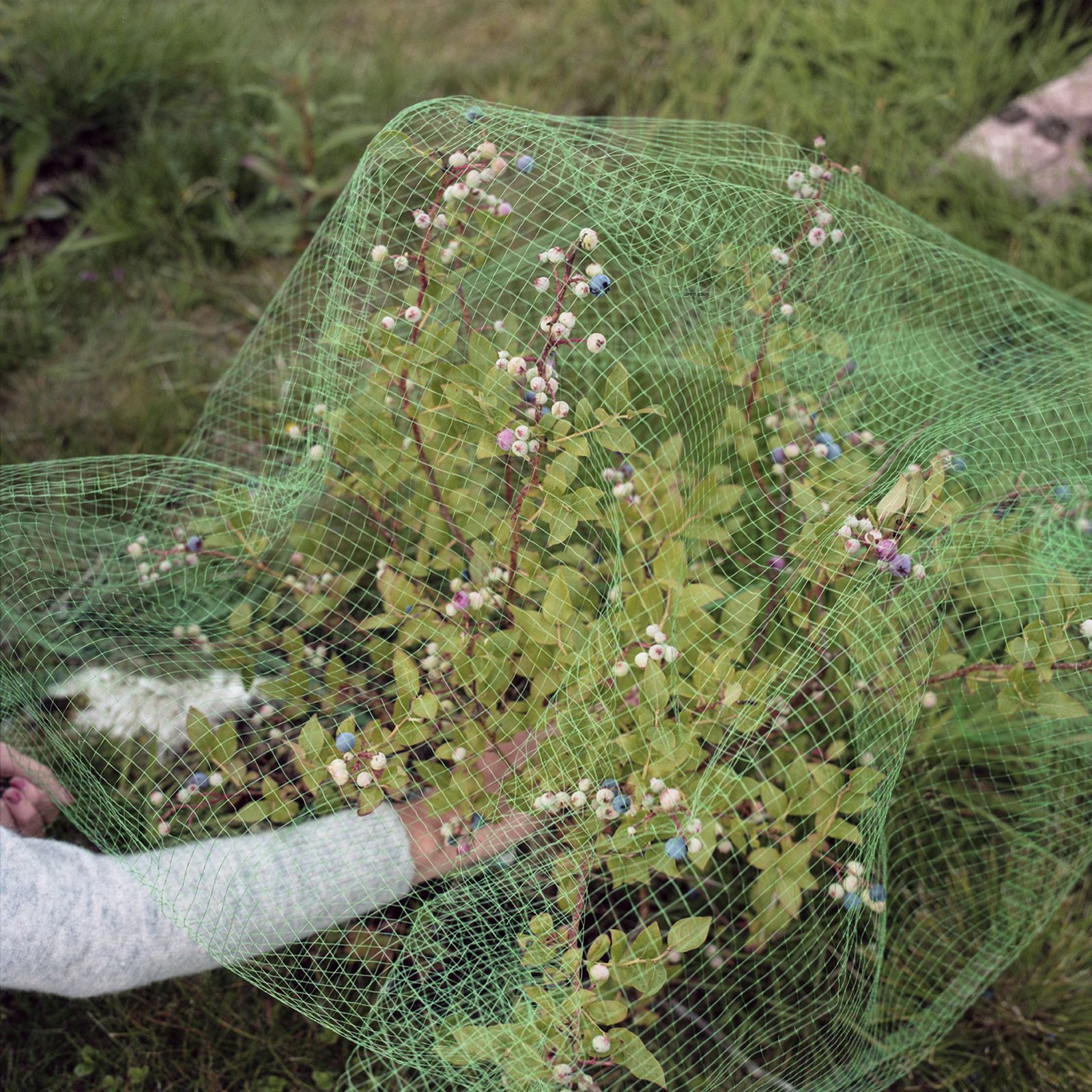 © Mirjam Stenevik - Karia is trying her best to shield her berries from hungry birds.
