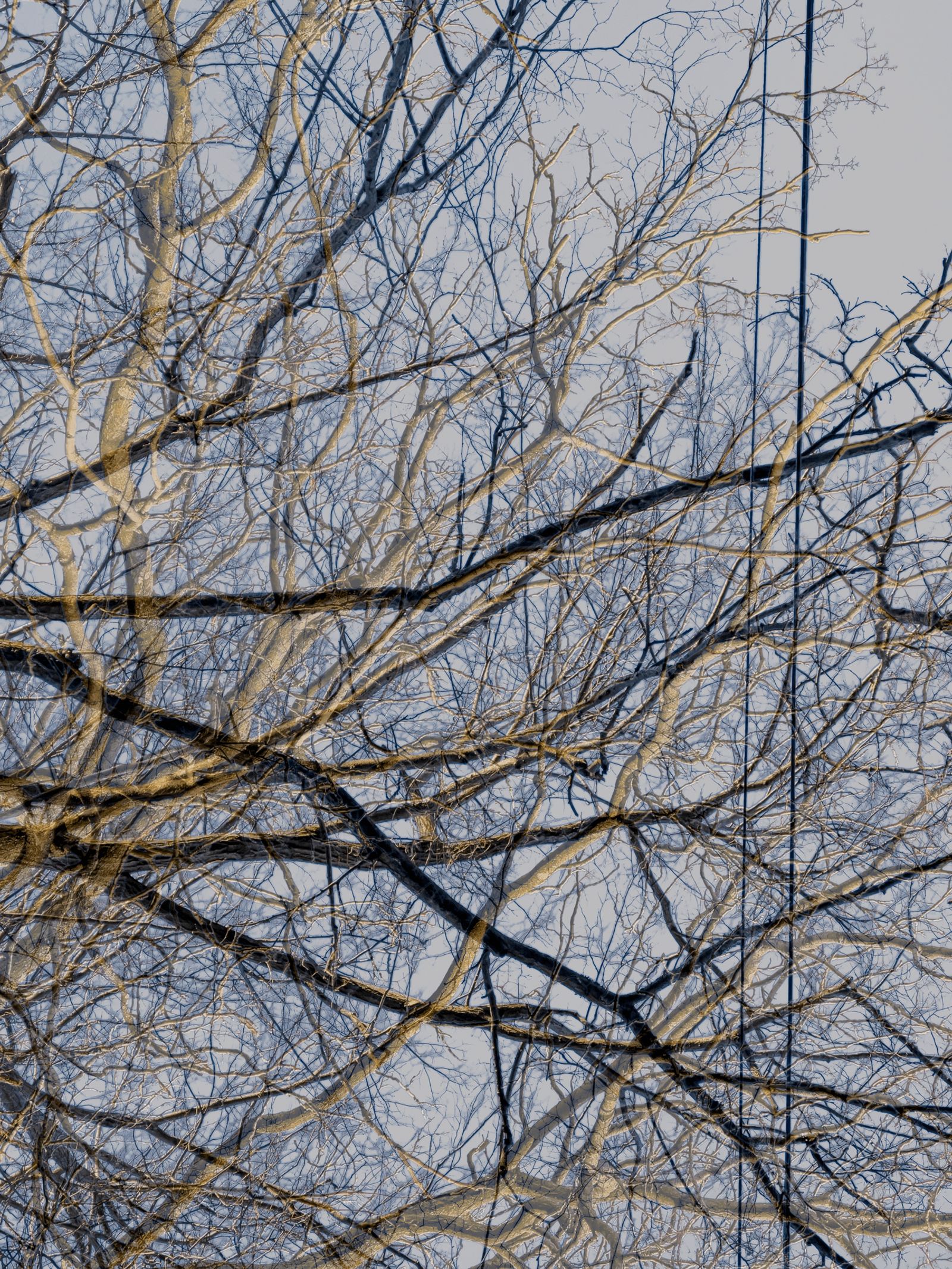 © Matthew Swarts - BRANCHES (Cambridge and Somerville, Massachusetts, 2021-ongoing).