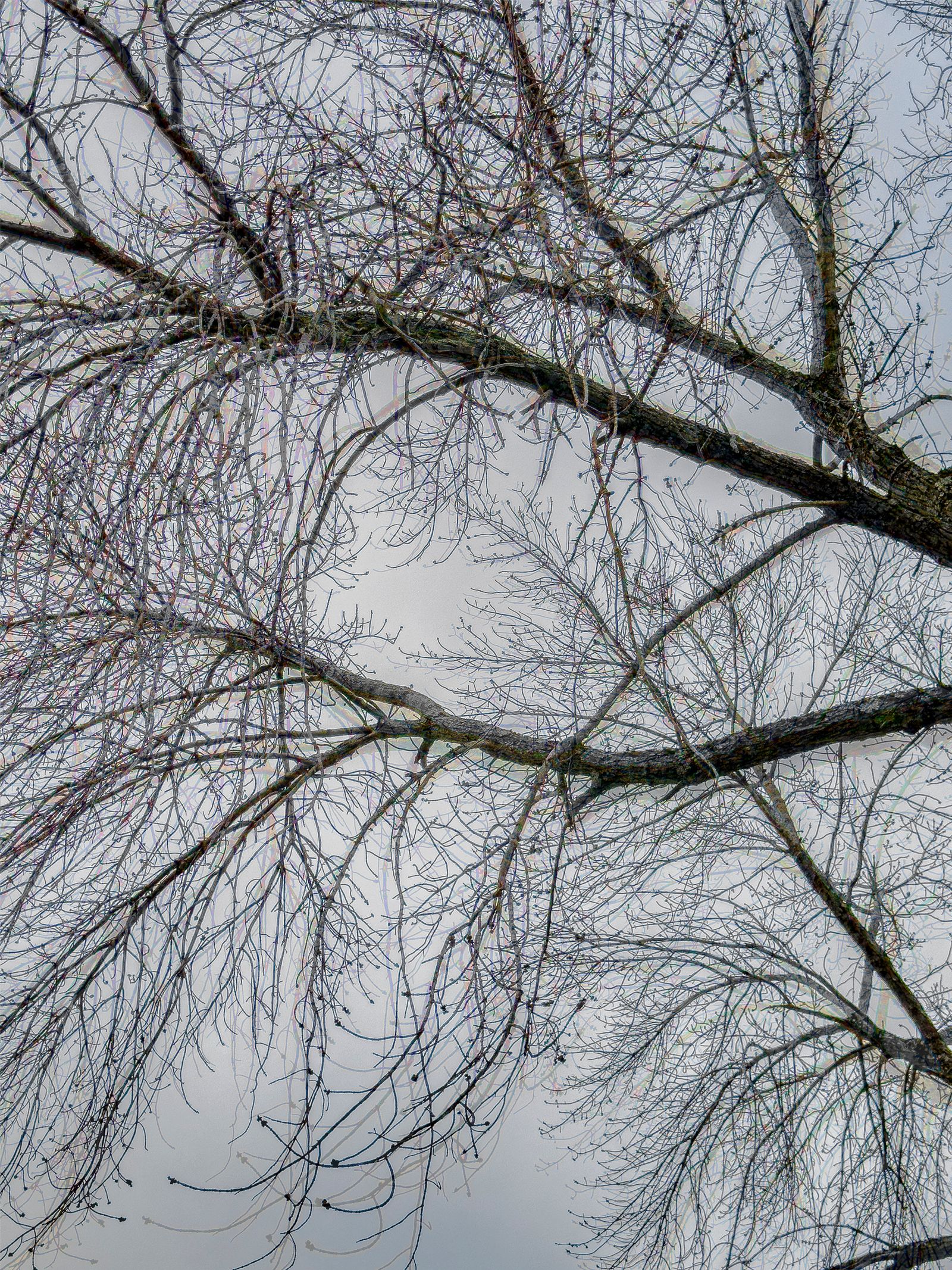 © Matthew Swarts - BRANCHES (Cambridge and Somerville, Massachusetts, 2021-ongoing).