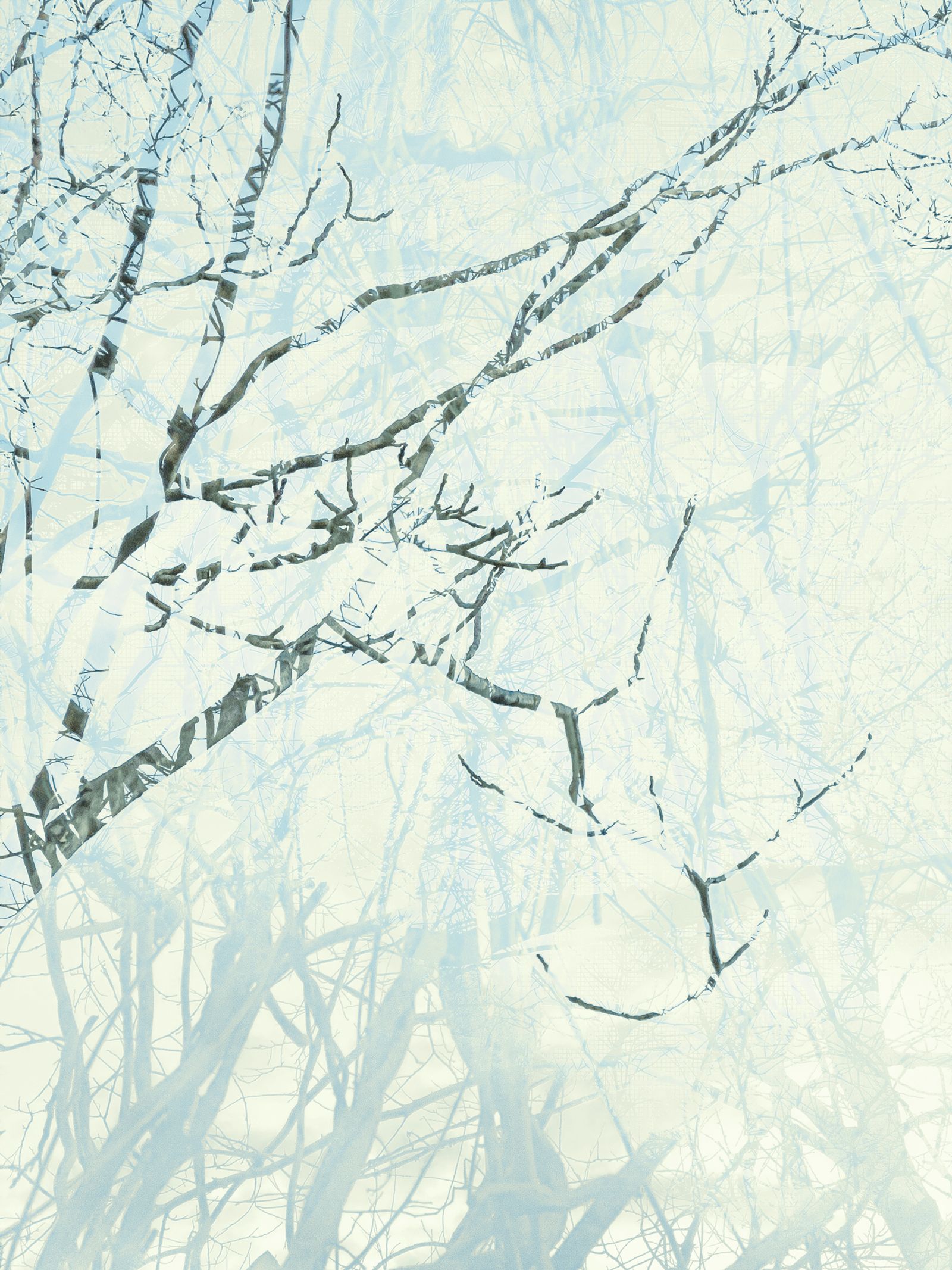 © Matthew Swarts - BRANCHES (Cambridge and Somerville, Massachusetts, 2021-ongoing).