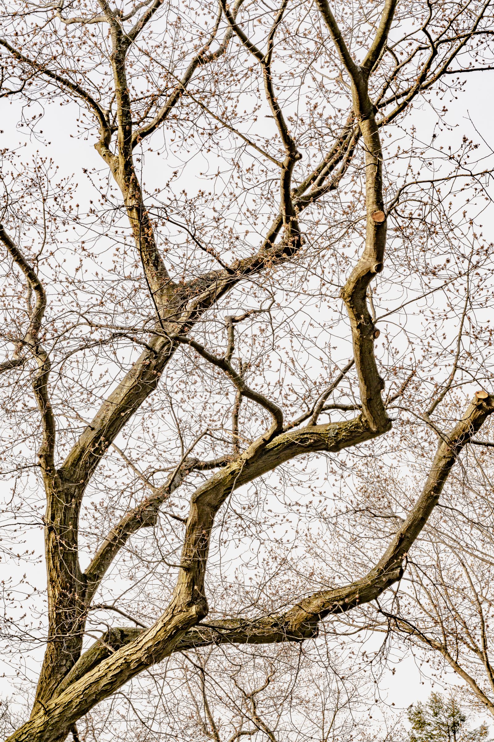 © Matthew Swarts - BRANCHES (Cambridge and Somerville, Massachusetts, 2021-ongoing).