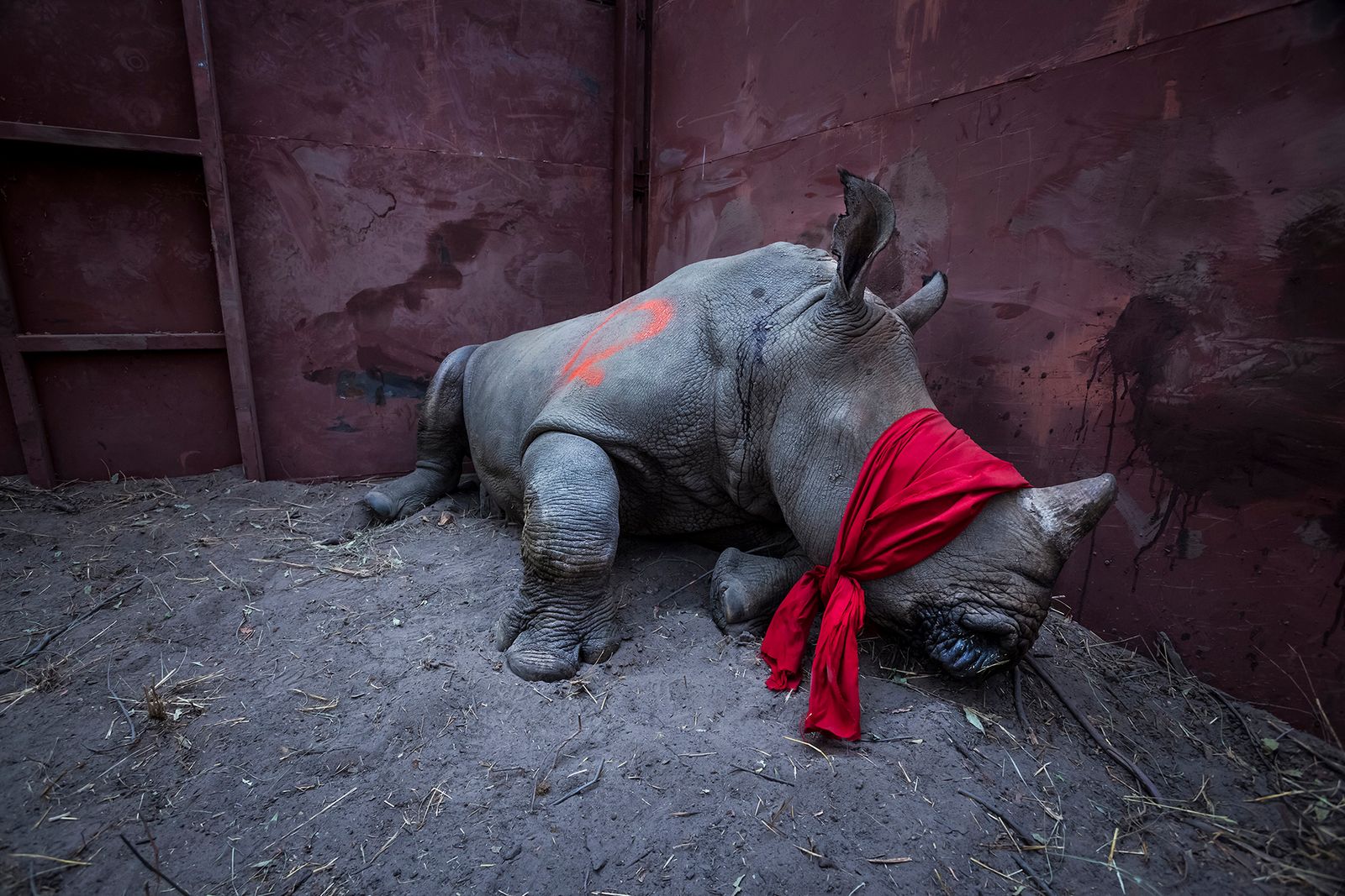 © Neil Aldridge - Image from the The Return of the Rhino photography project