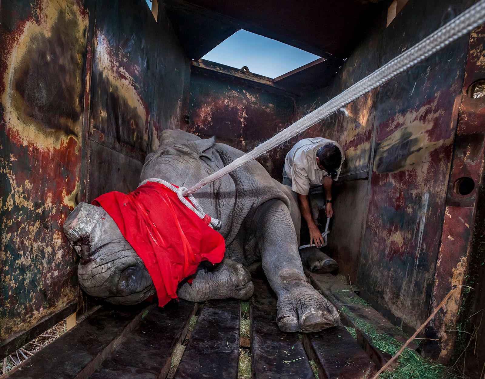 © Neil Aldridge - Image from the The Return of the Rhino photography project
