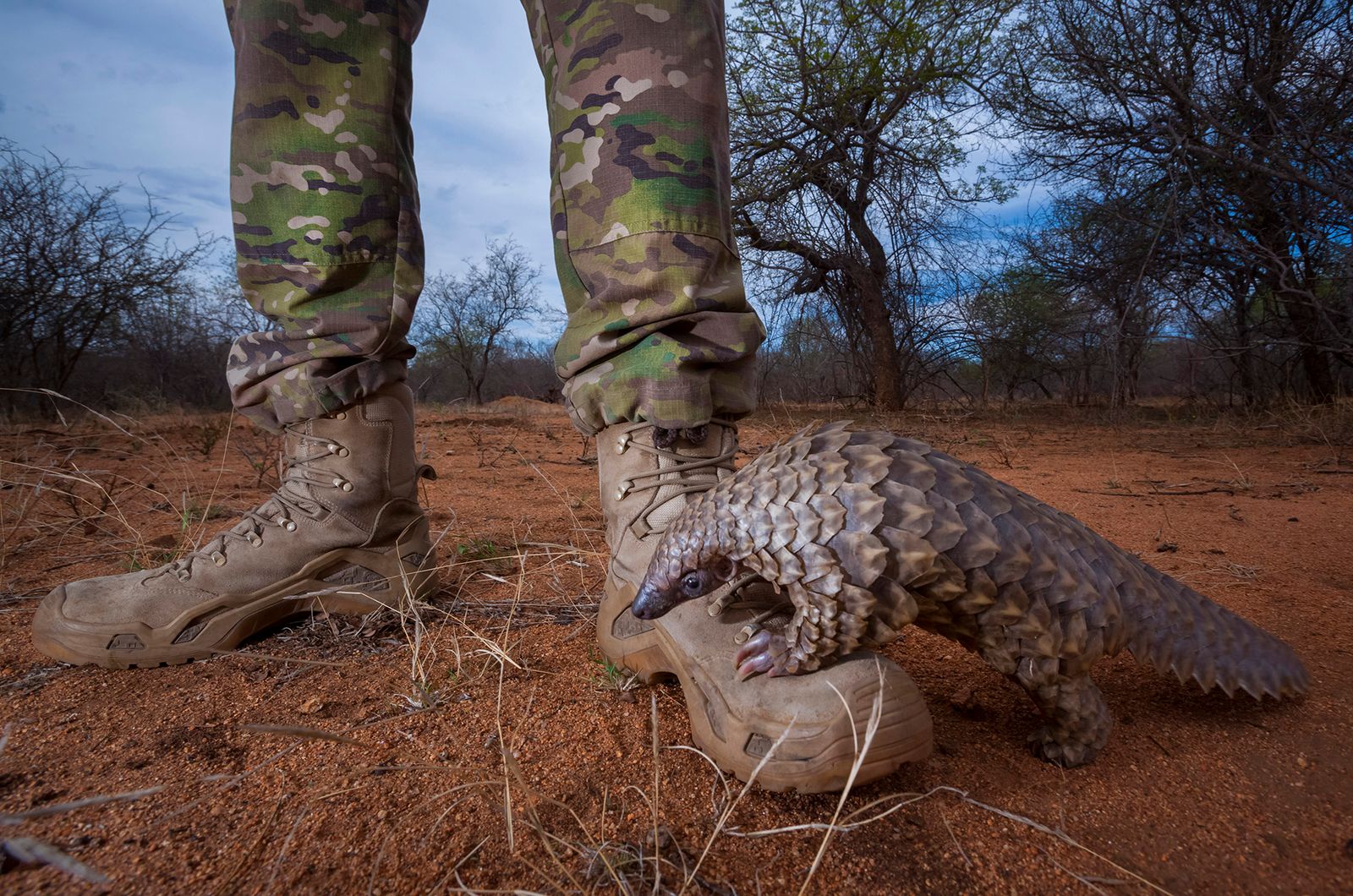 © Neil Aldridge - Image from the Pangolin Protectors photography project