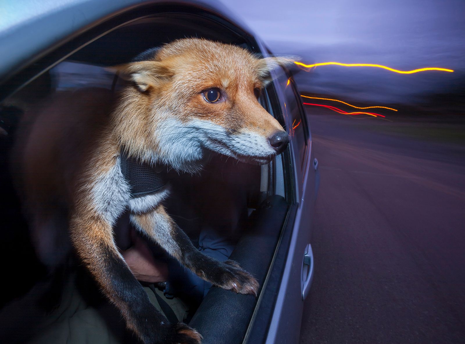 © Neil Aldridge - Image from the Living with Foxes photography project