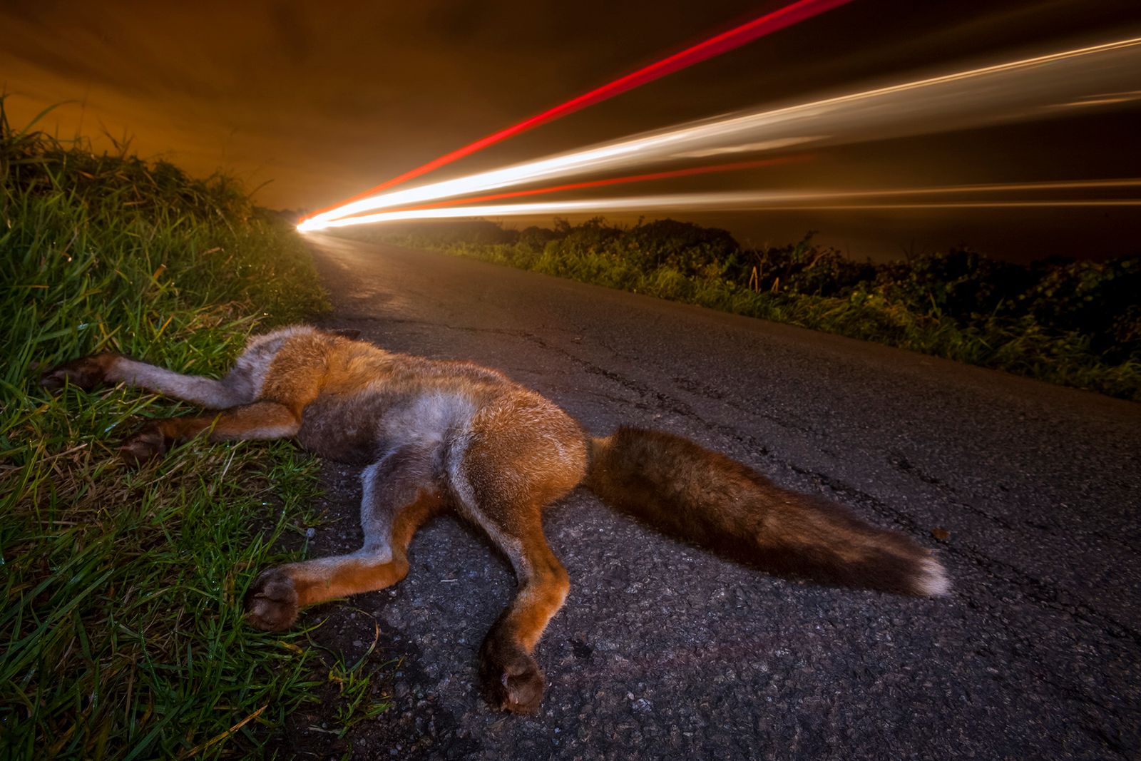 © Neil Aldridge - Image from the Living with Foxes photography project
