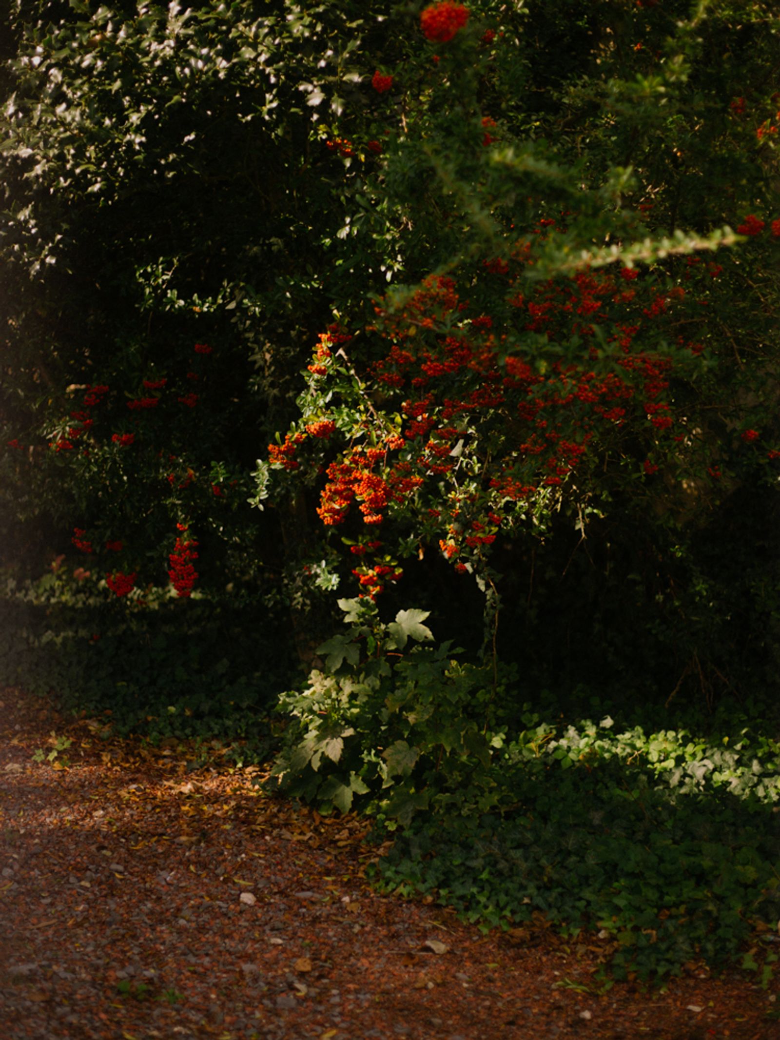© Lea Franke - "Berry bush in the evening light"
