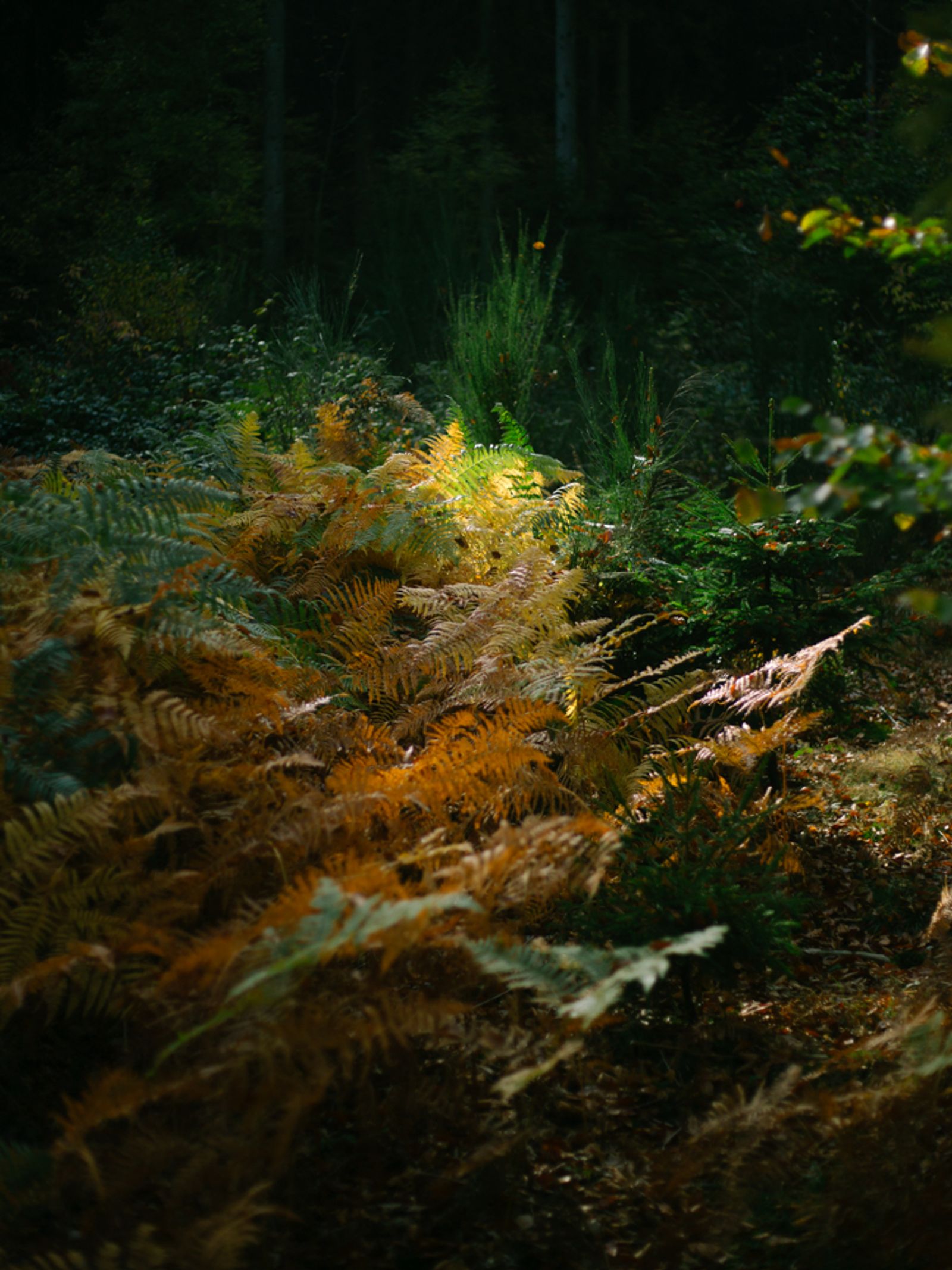 © Lea Franke - "Fern in the woods"