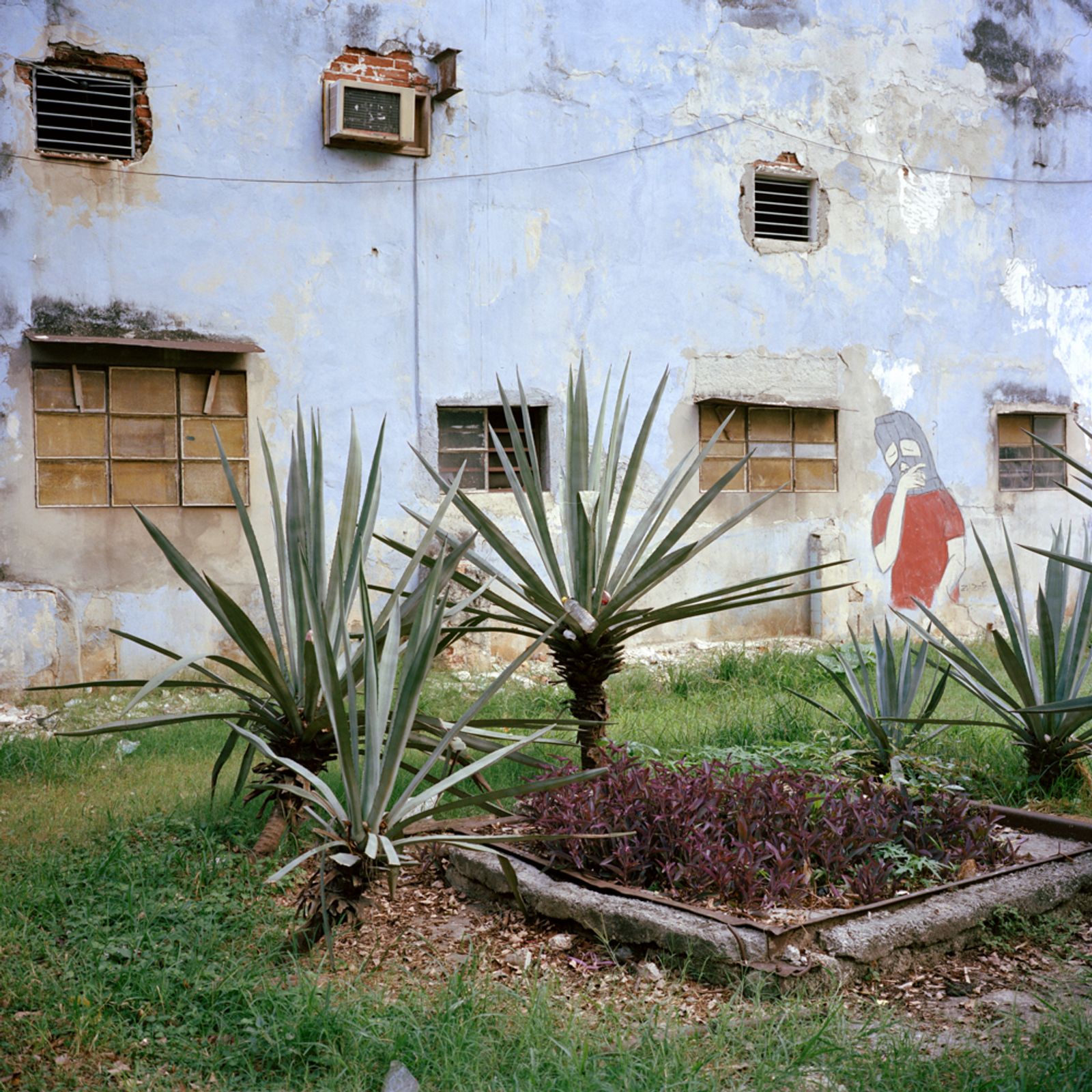 © Michael Vince Kim - Henequen plants growing in Havana. Early Korean immigrants to Cuba labored hard on henequen plantations. Havana, Cuba. 2016.