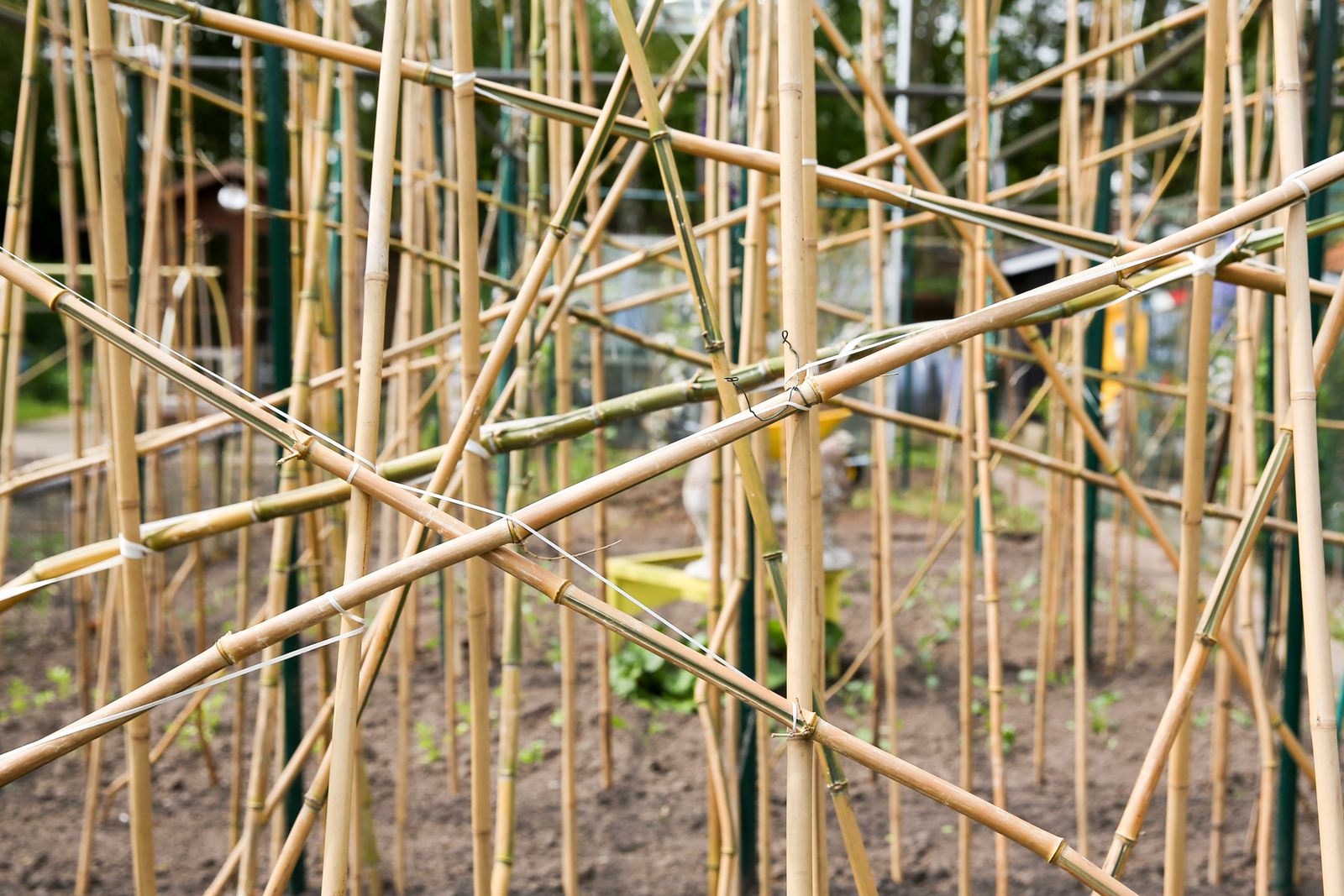 © Anja Ligtenberg - Eindhoven, the Netherlands, Groen Gennip, How to grow beans (2)