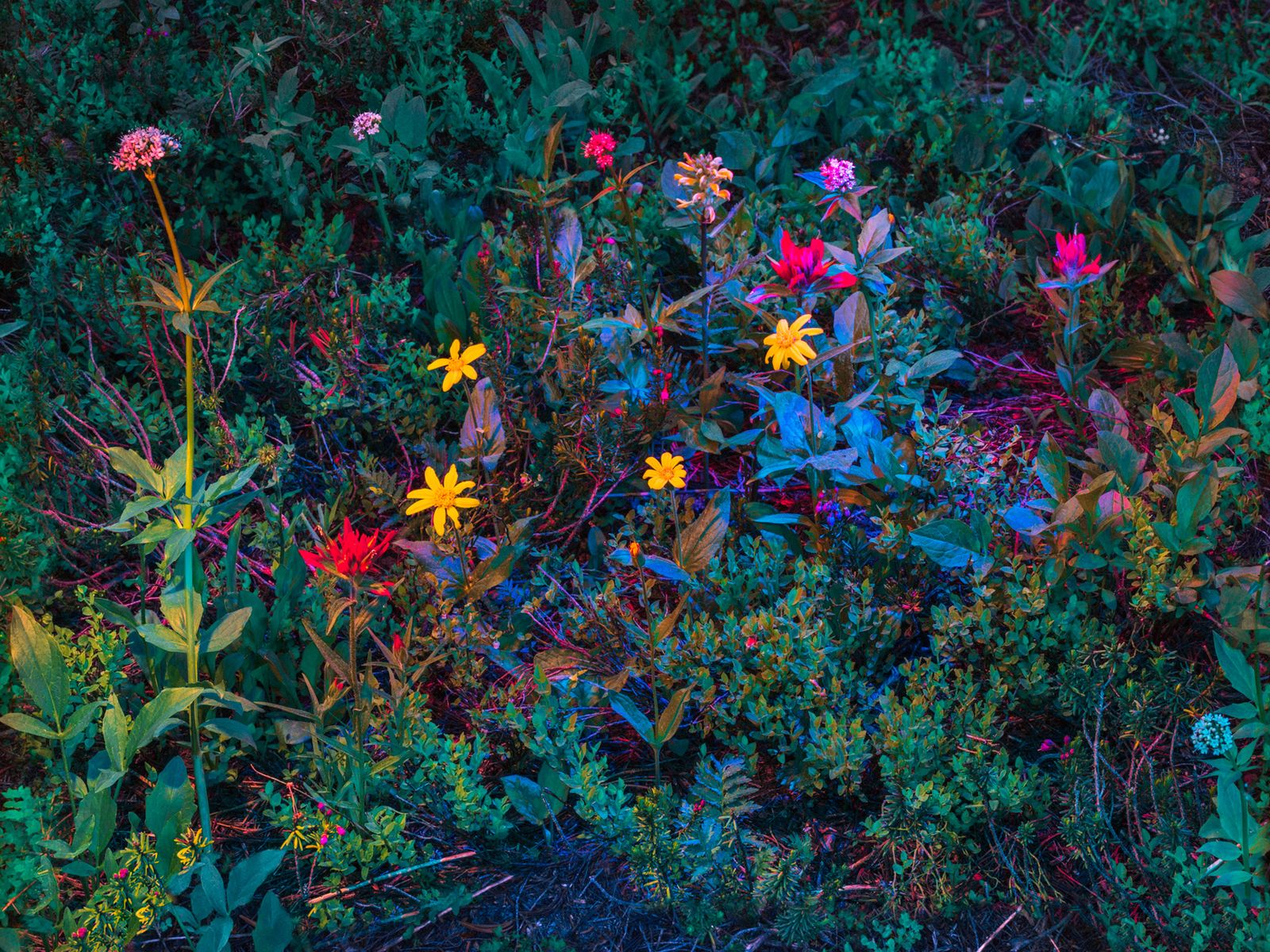 © Christopher Rodriguez - Summer Flowers/Radioactive decay can be beautiful.