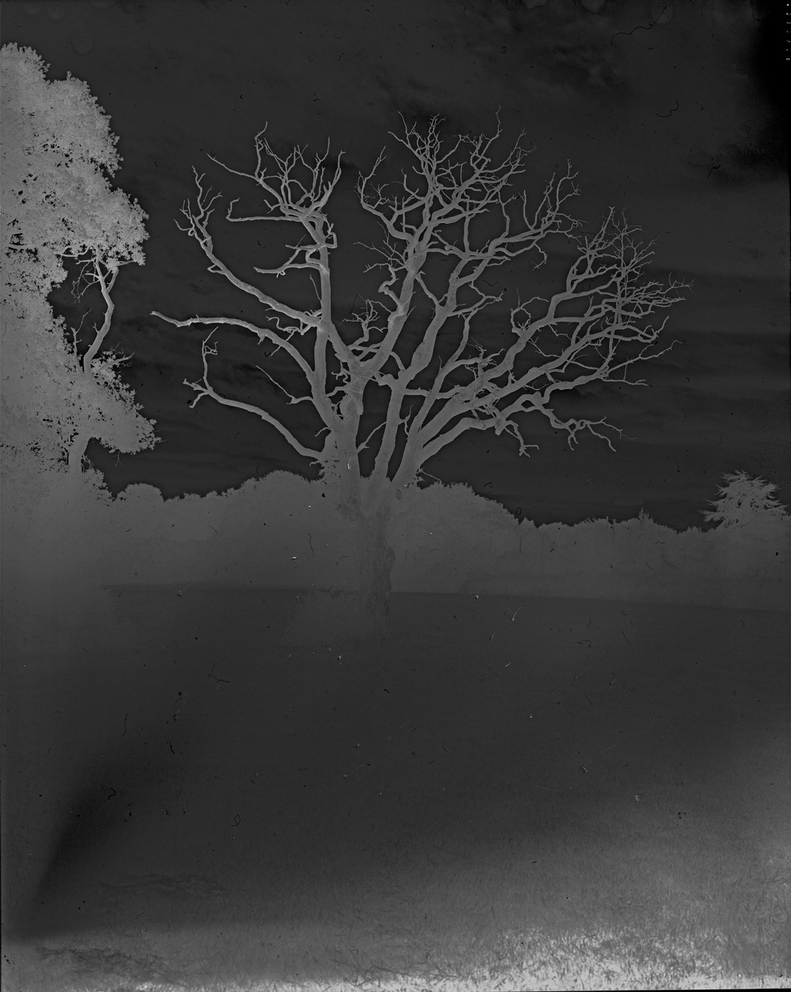 © Cheryl Newman - Image from the last Night We Had the Same Dream, that the tree went missing photography project