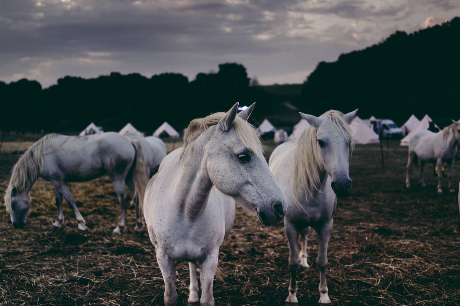 © Francesca Todde - Image from the TransHumance photography project