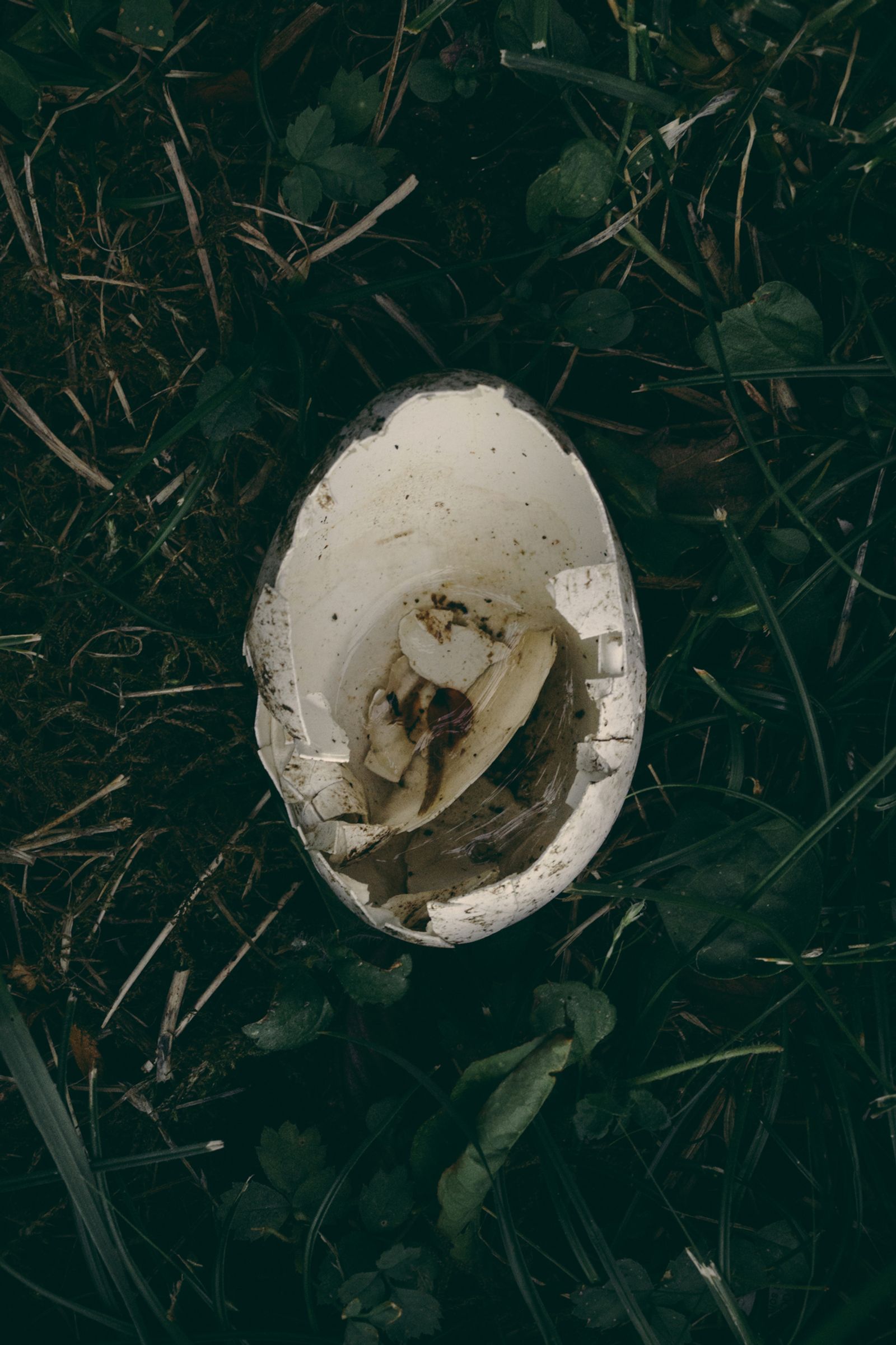 © Francesca Todde - One of Mildred's unfertilized eggs, sometimes happens to fall out of the nest.