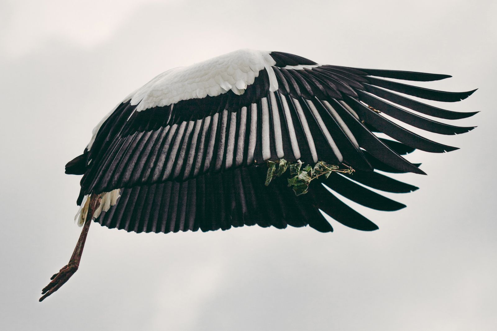 © Francesca Todde - The white stork Mildred returns to her nest on the roof of Tristan's house, with branches in her beak.