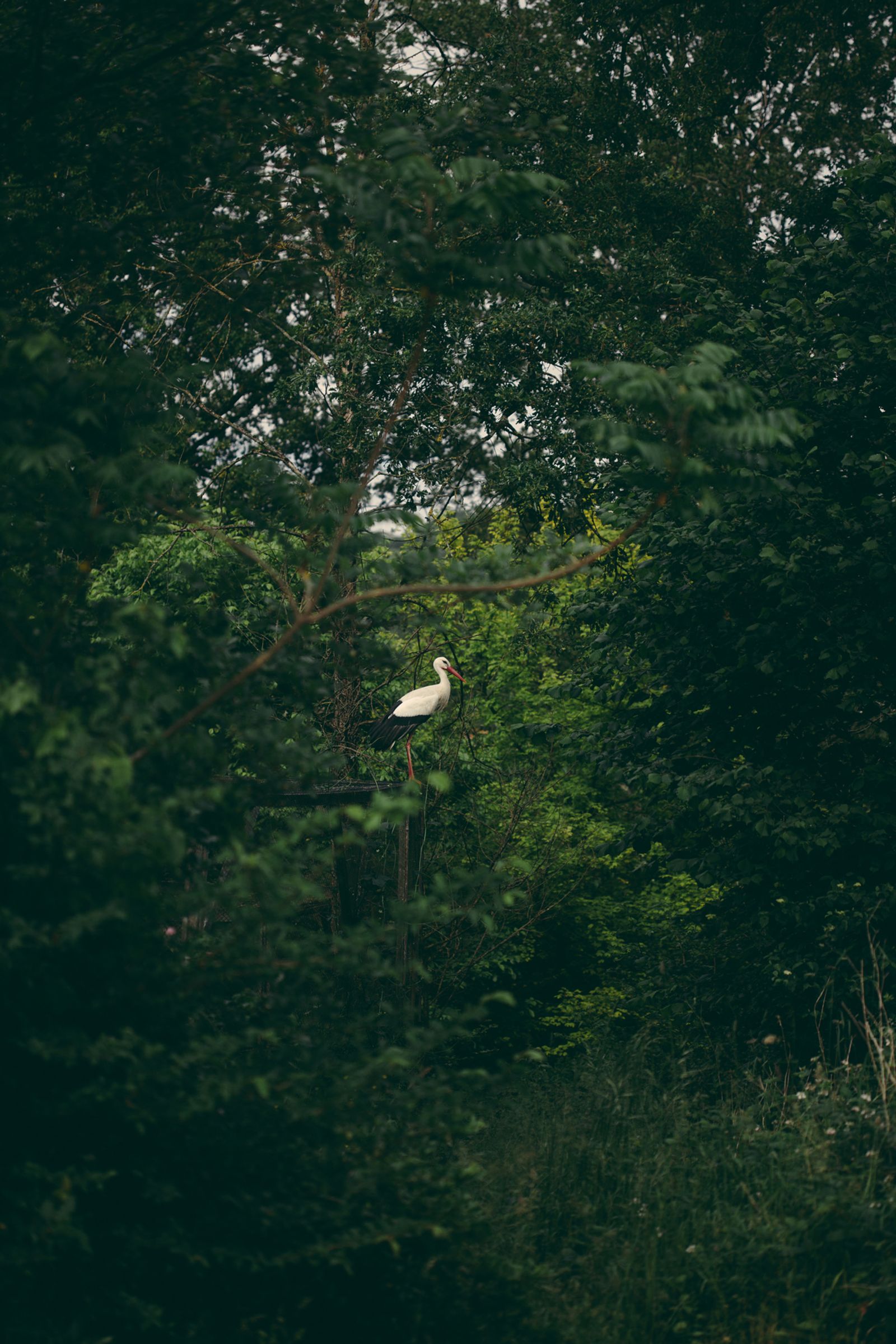 © Francesca Todde - The white stork Mildred in the woods behind Tristan's house.