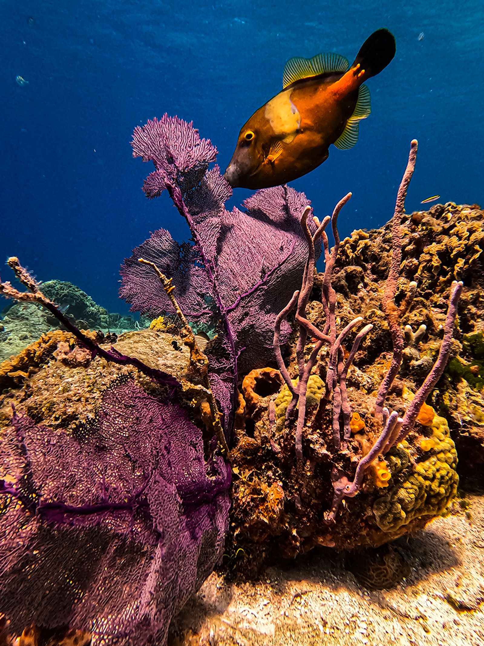 © Arturo Velázquez Hernández - A camouflaged Whitespotted filefish with coral formations in Cozumel, Quintana Roo, Mexico, 2024.