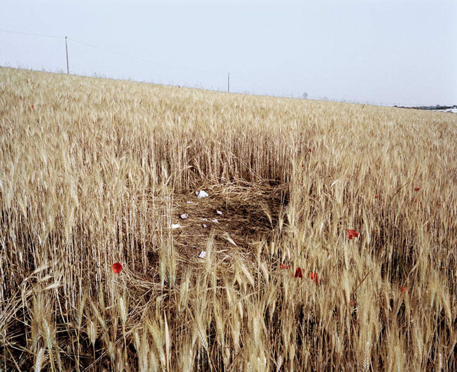 © Paolo Patrizi - A wheat field used by sex workers along a country road, Rome, Italy