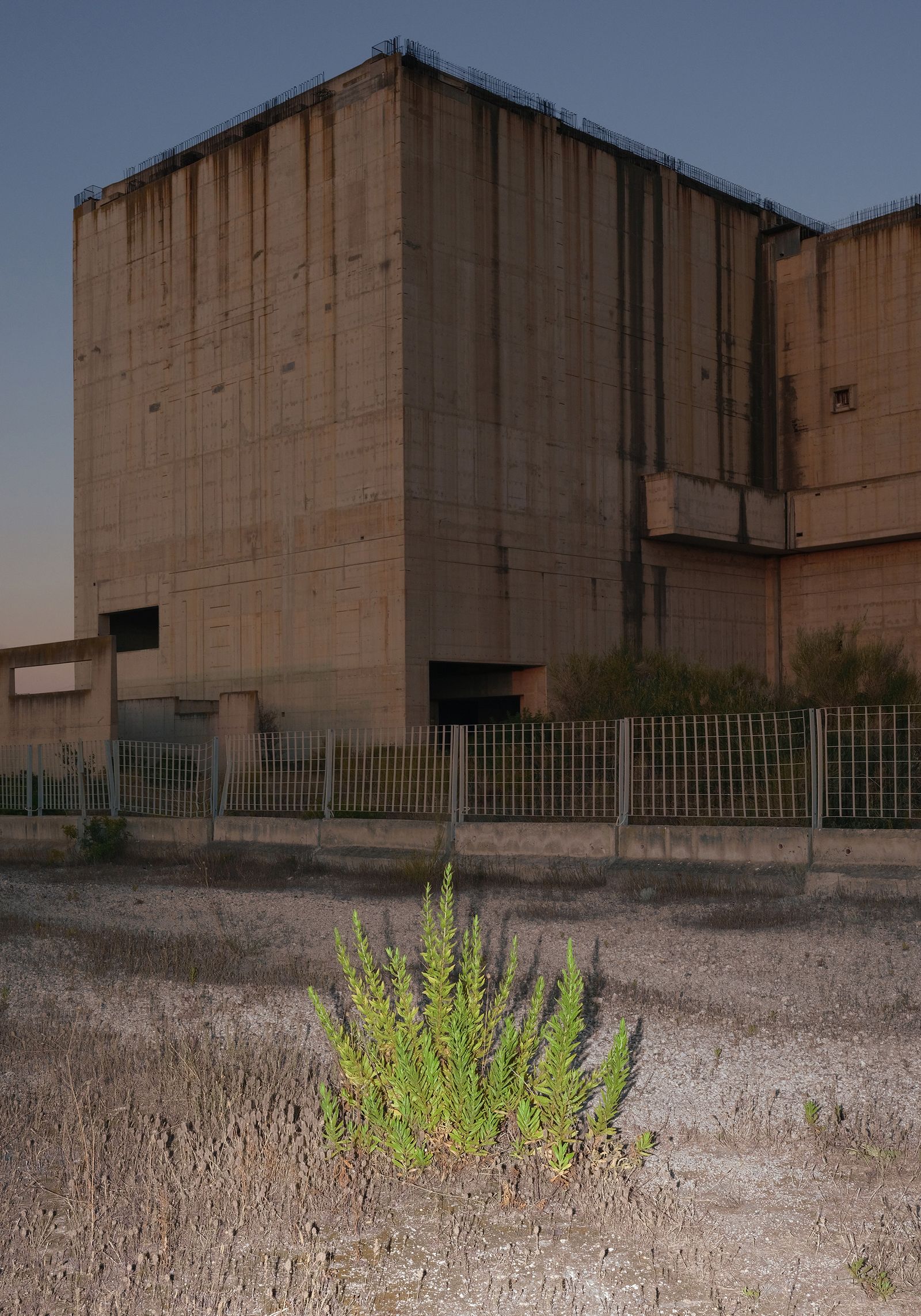 © Leonardo Magrelli - Image from the The Plant photography project