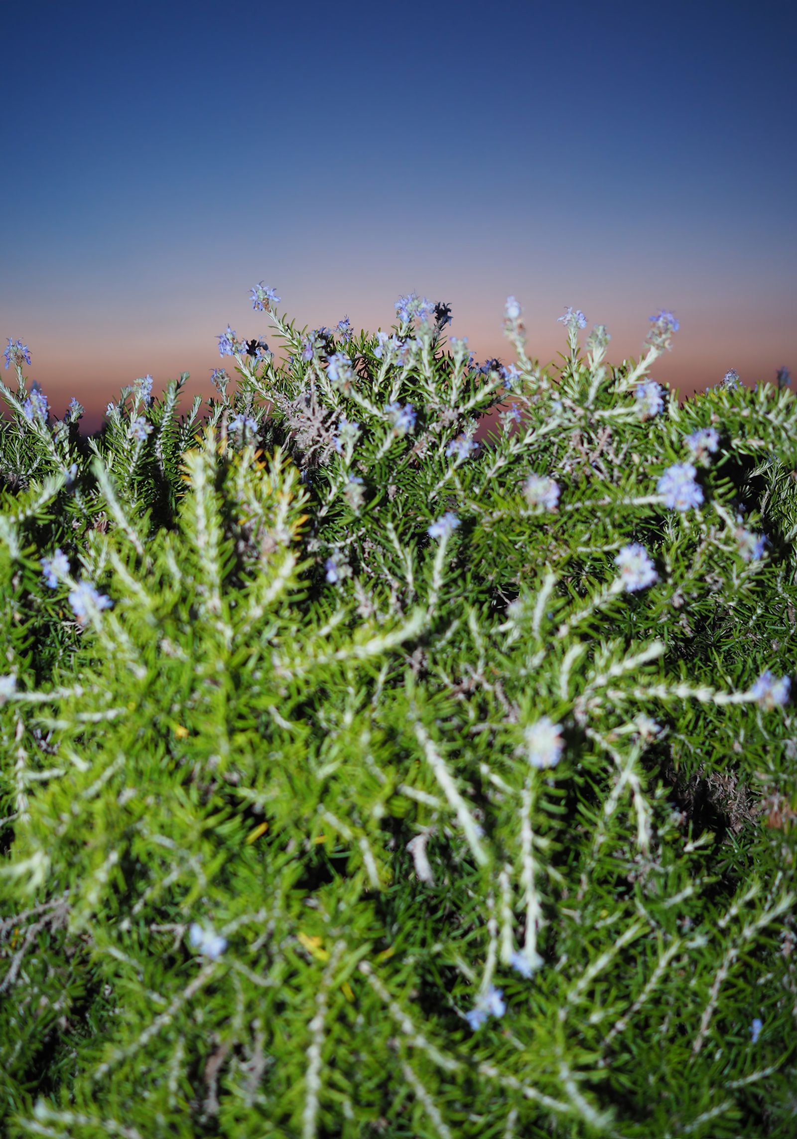 © Leonardo Magrelli - Image from the The Plant photography project