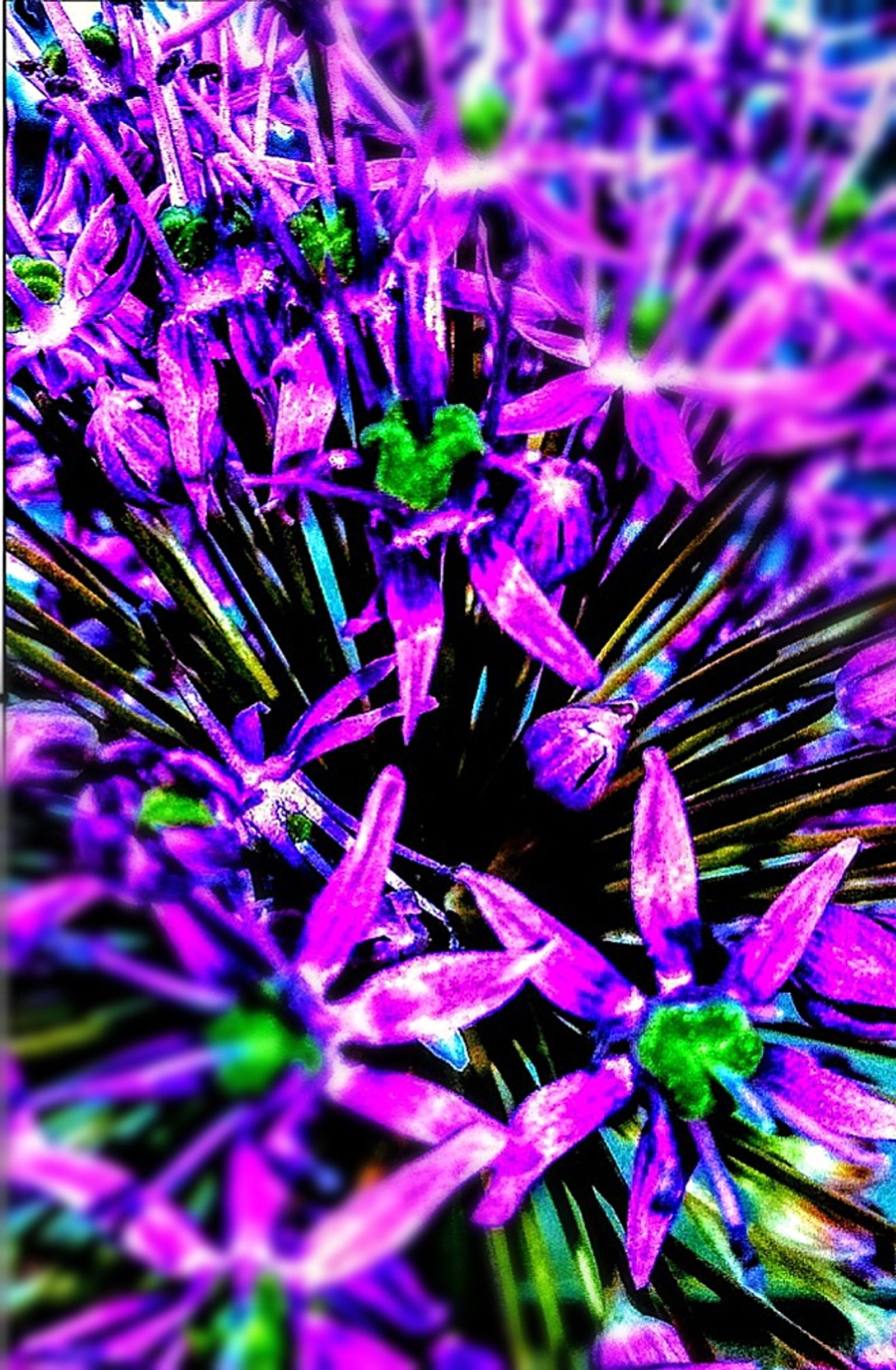 © Jürgen Joherl - Close-up of a allium (onion) head