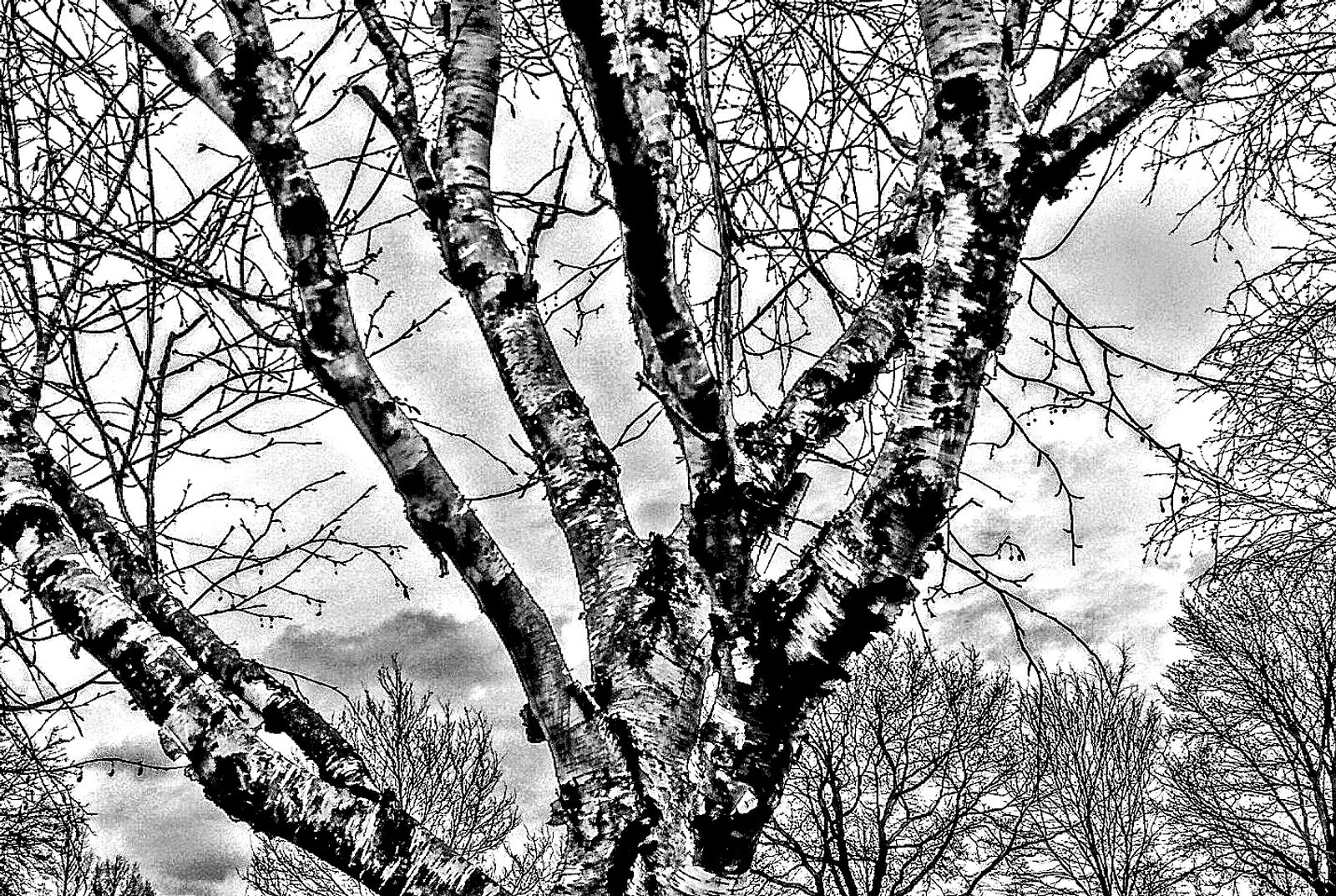 © Jürgen Joherl - A birch tree @Wolvega, NL.