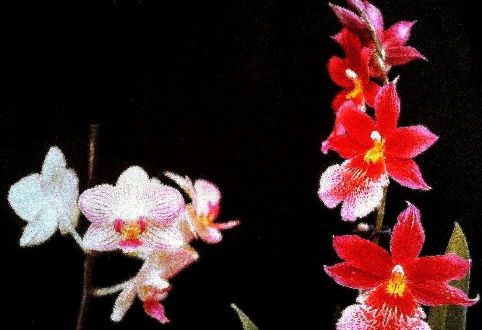 © Jürgen Joherl - Orchid_7