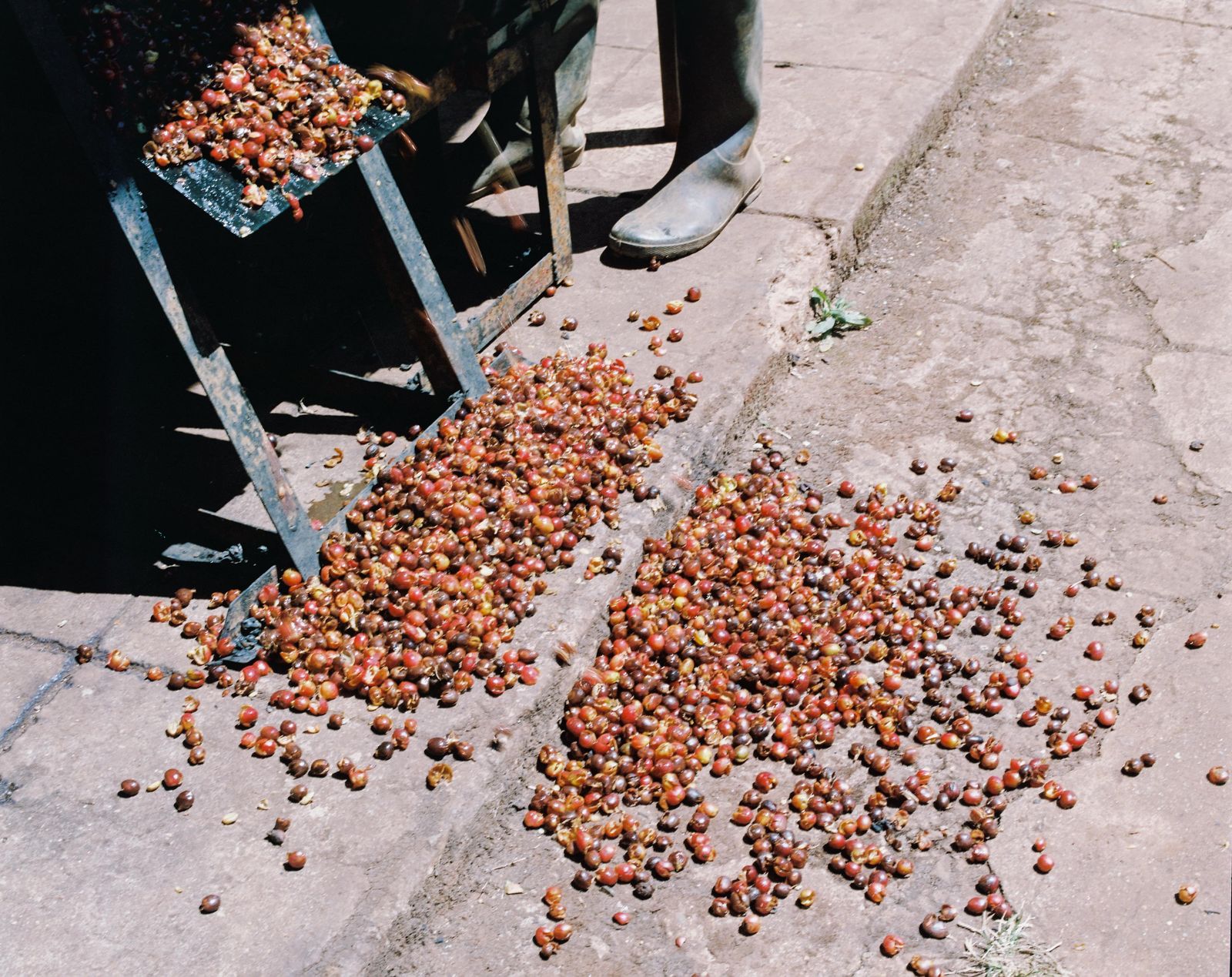 © Gabriel Le petit cooper - Image from the The Hands That Cultivate photography project