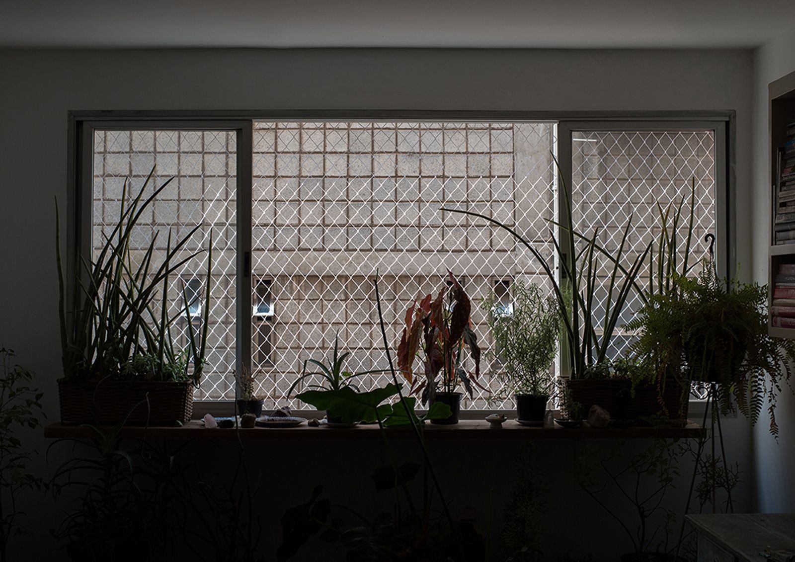 © Camila Falcão - Ligia's window with some of her plants