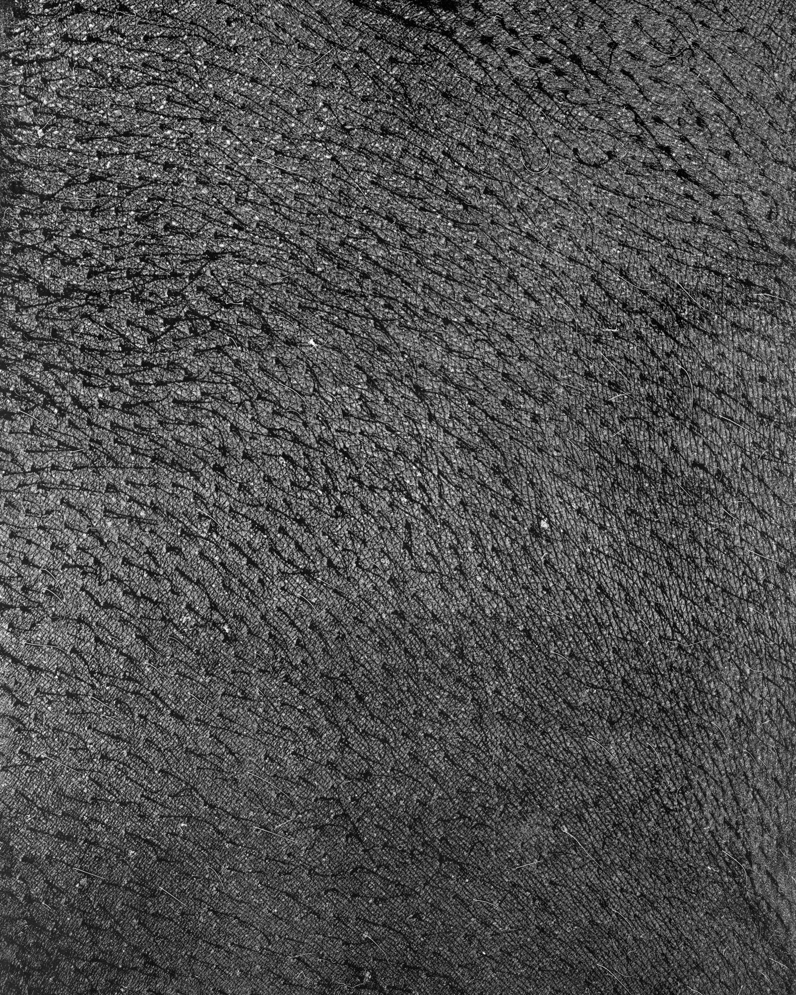 © riel Sturchio and Bianca Sturchio - Image from the skin prints photography project