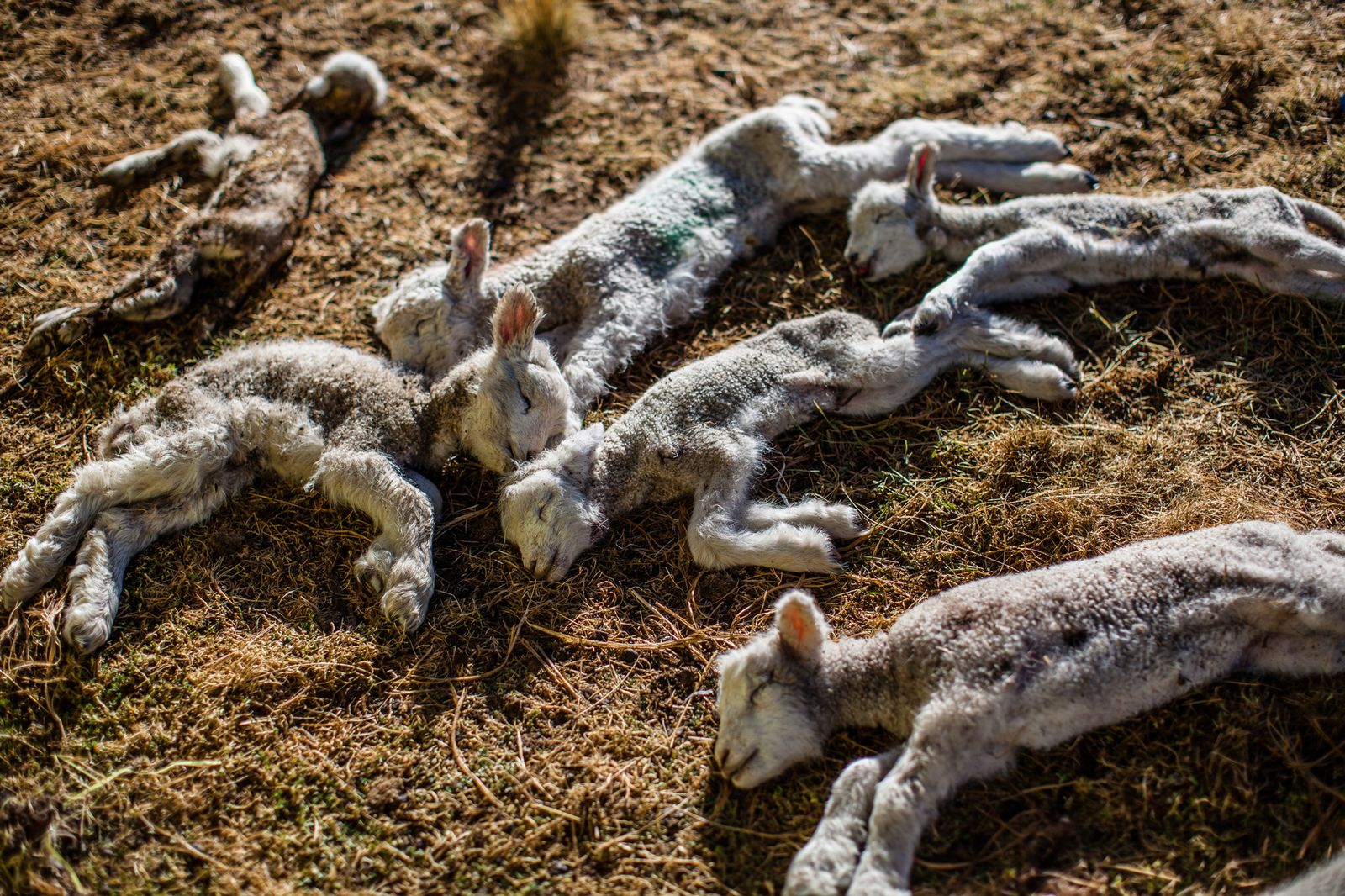 © David Martín Huamaní Bedoya - Image from the Death in the heights photography project