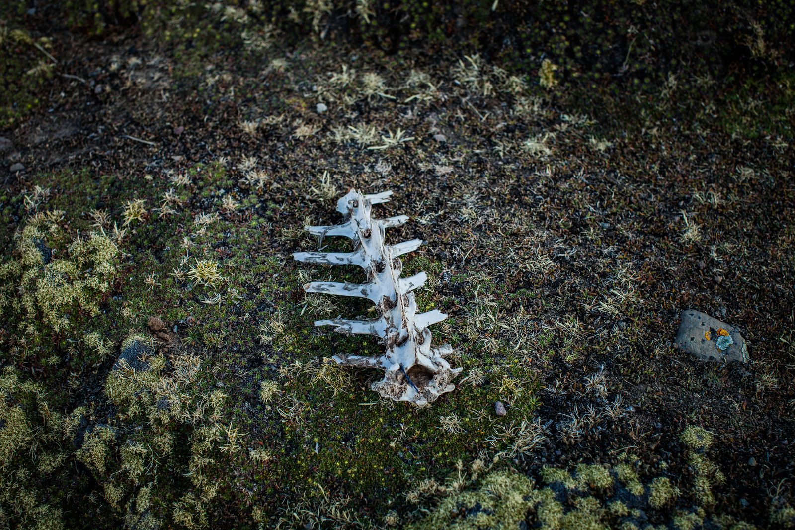 © David Martín Huamaní Bedoya - Image from the Death in the heights photography project