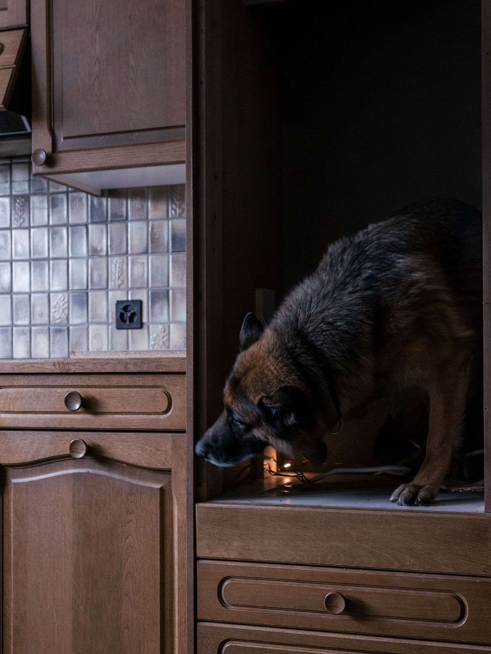 © Salvatore Vitale - A canine unit’s dog looking for drug during an operation in the Canton Zürich.