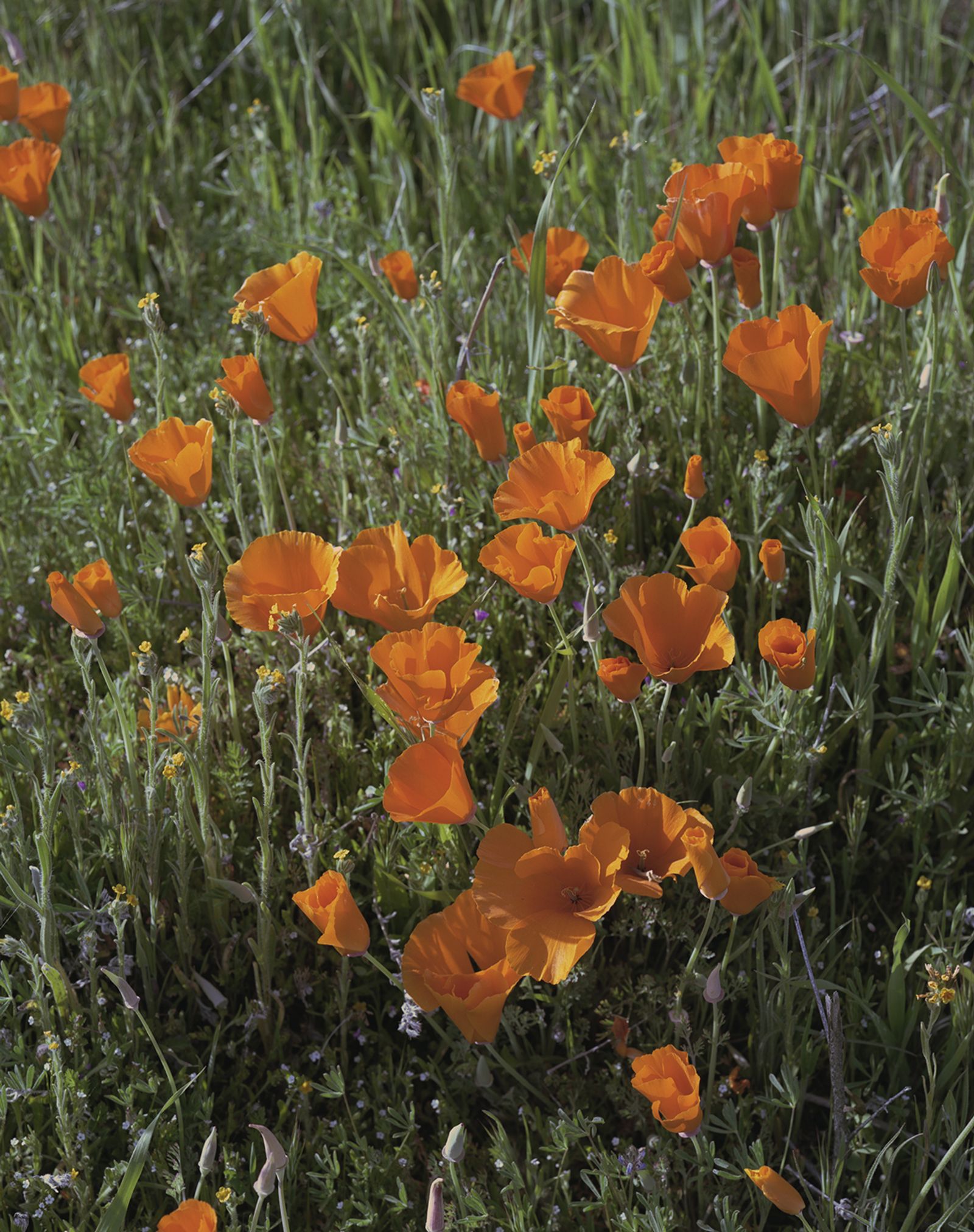 © Melissa Catanese - California poppy field #1